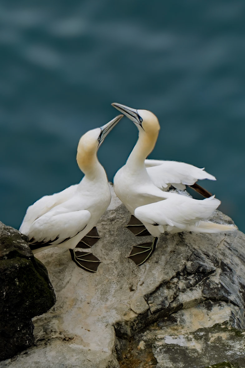 Gannet love