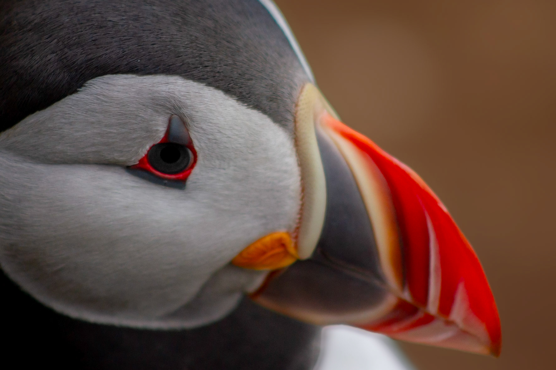 ECU Puffin