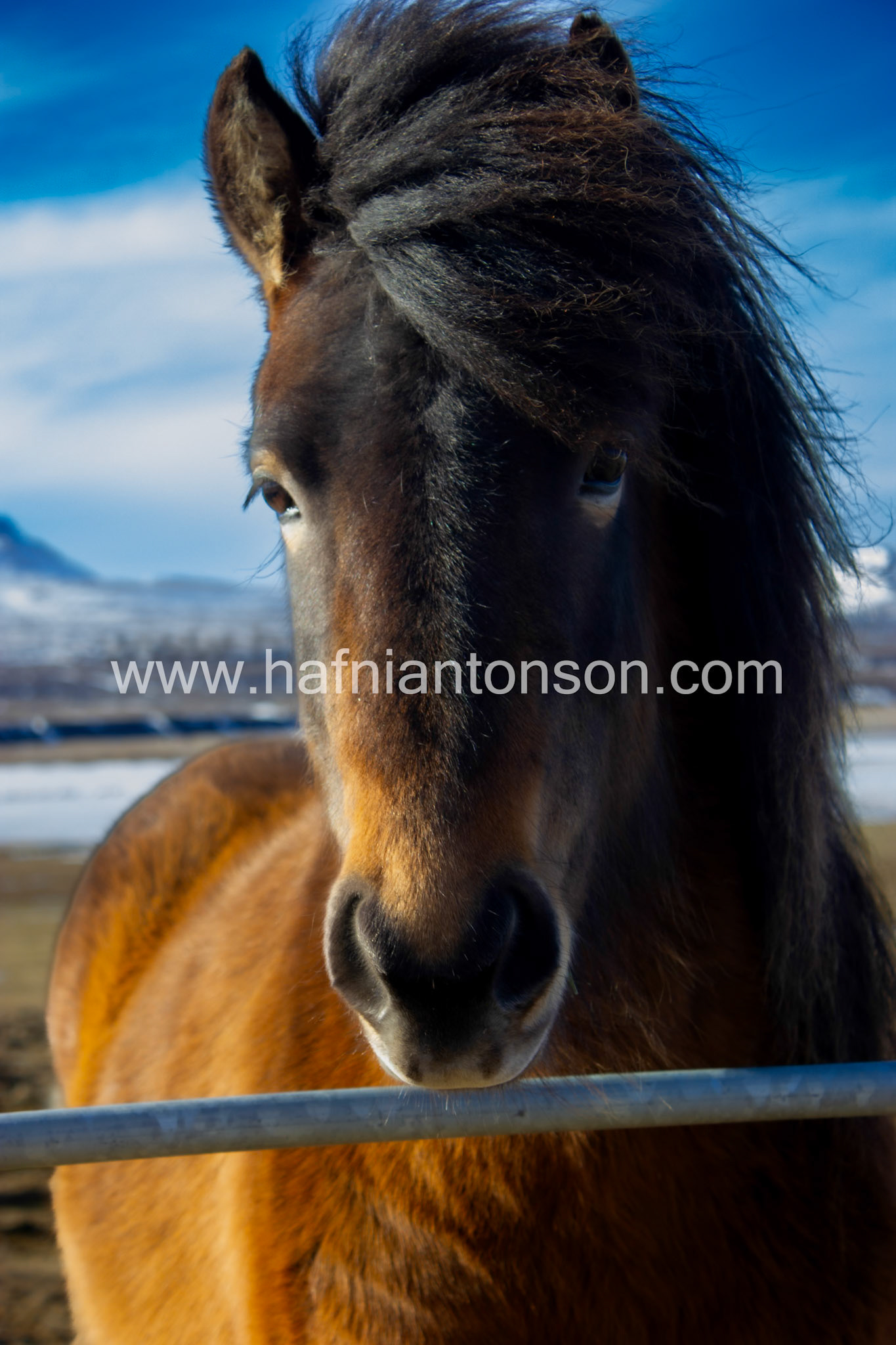 Horse winter background