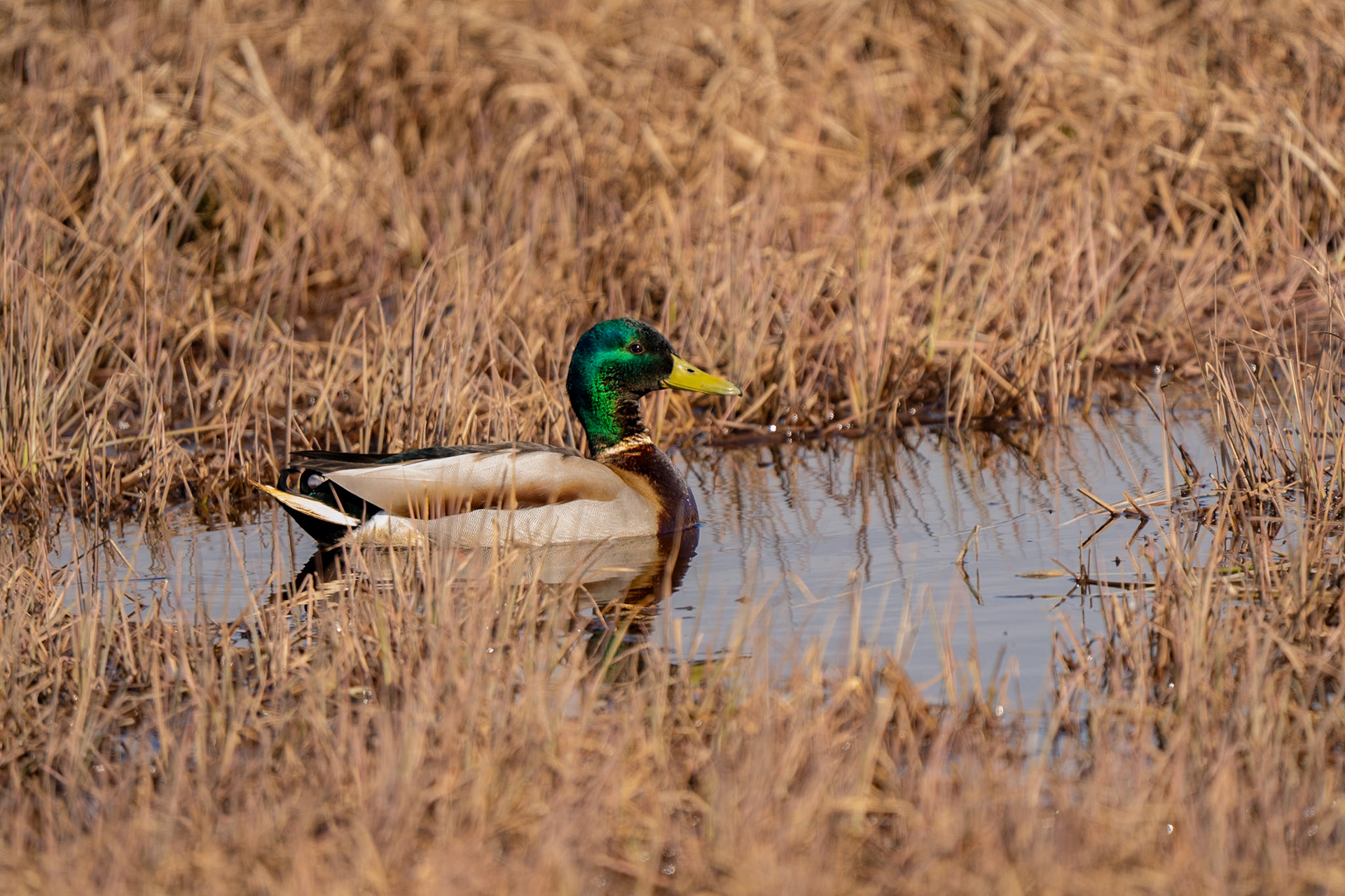 Mallard suspicious