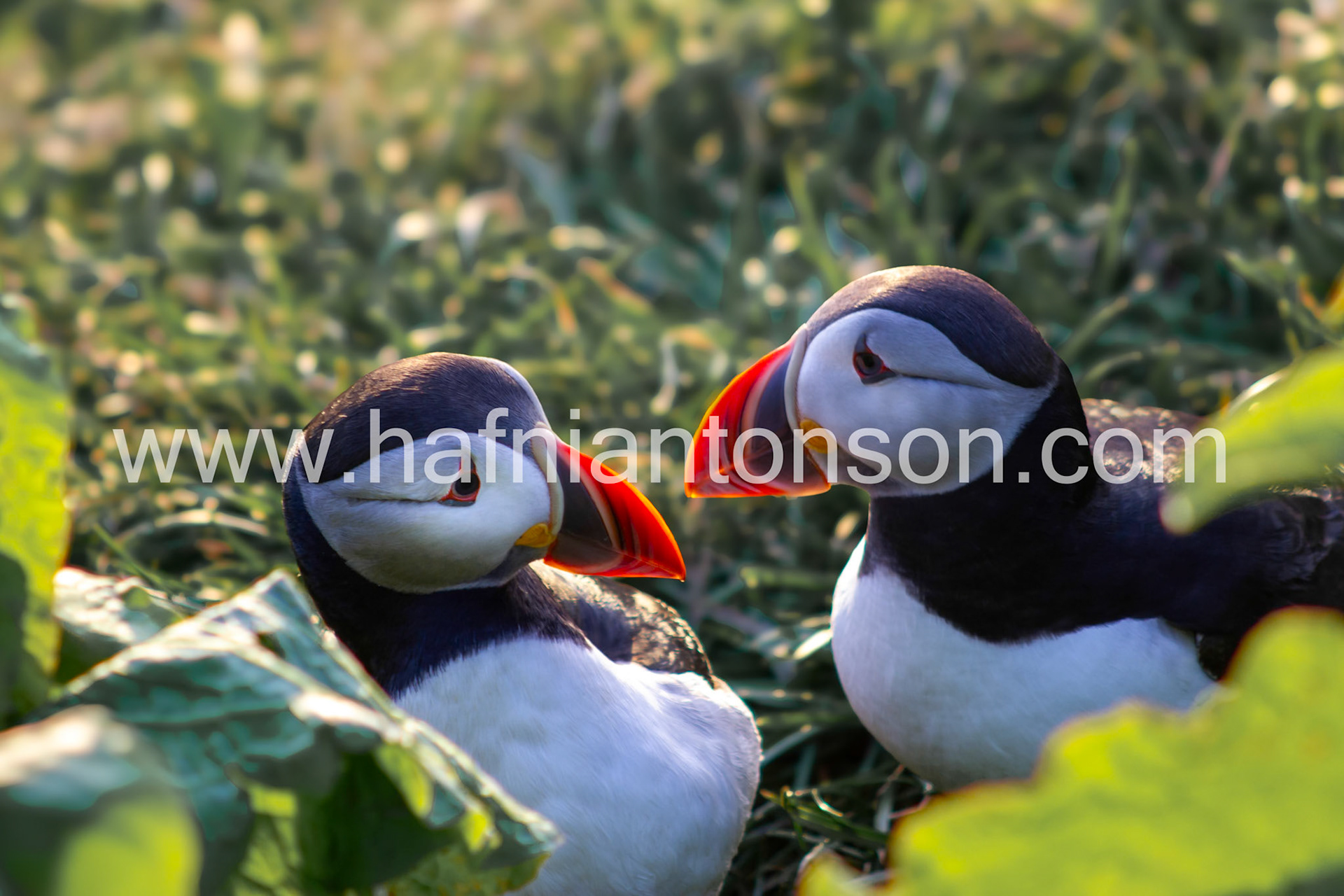 Puffin love forever