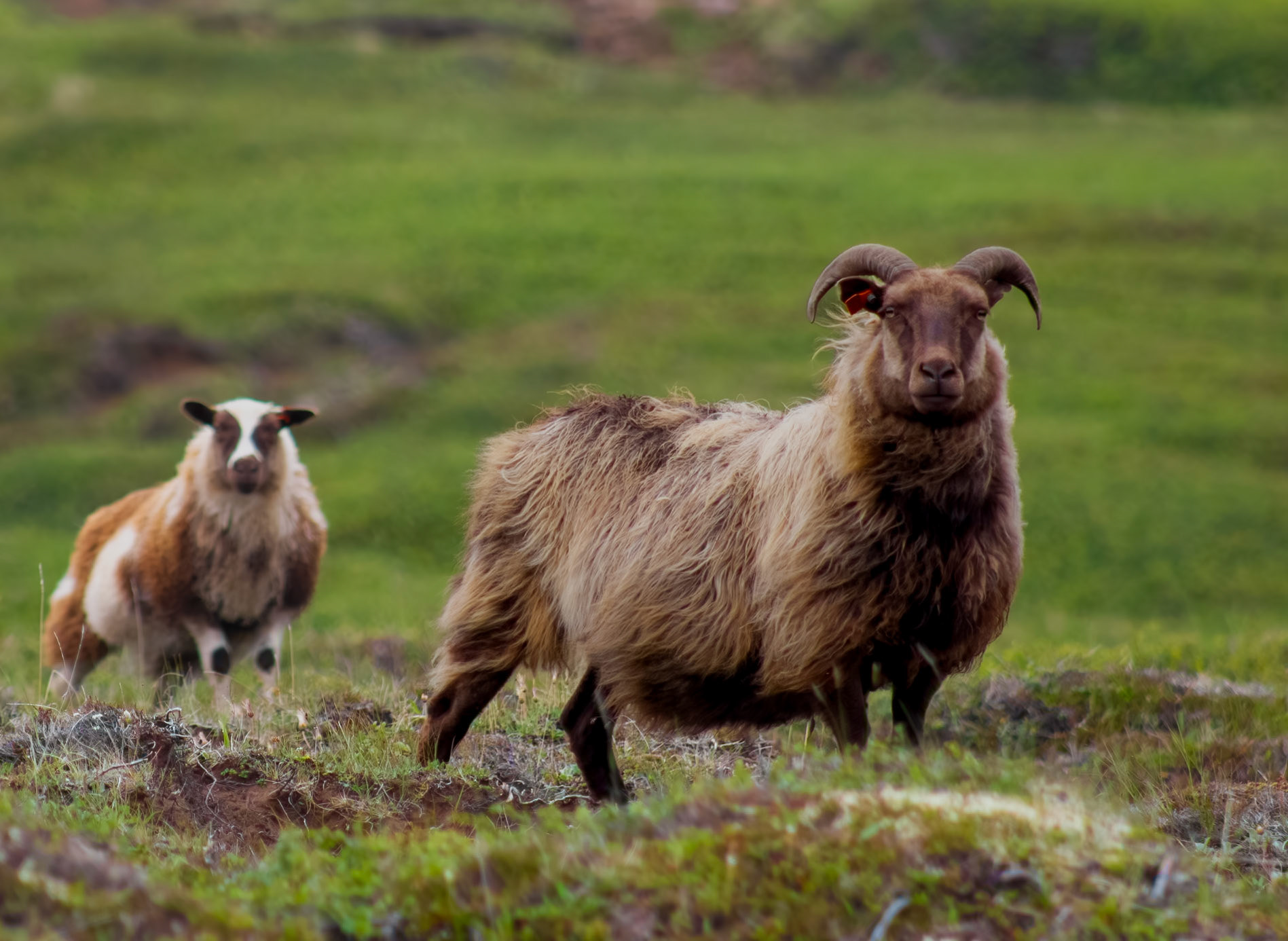 Dog sheeps