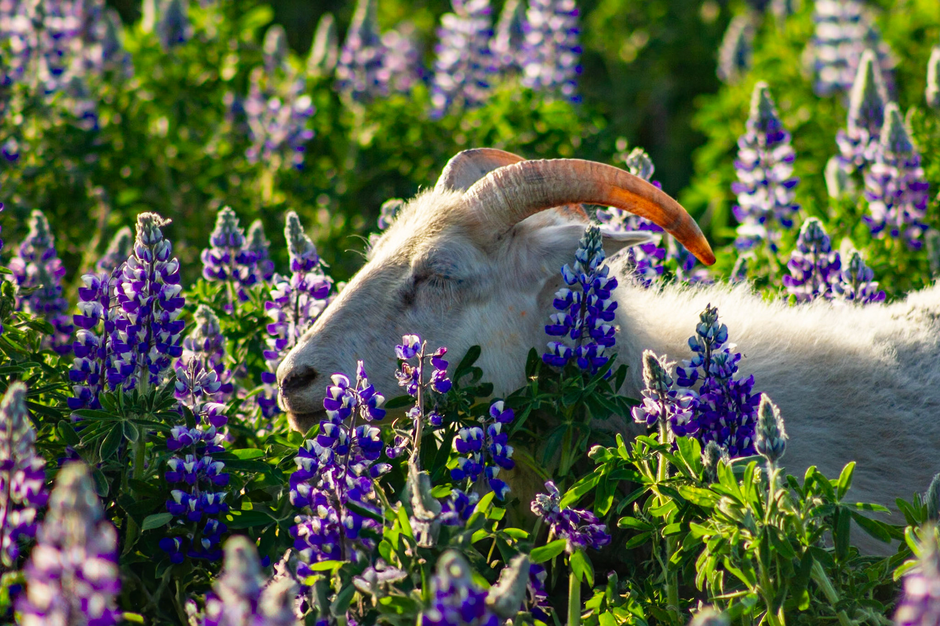 Sheep smelling flowers
