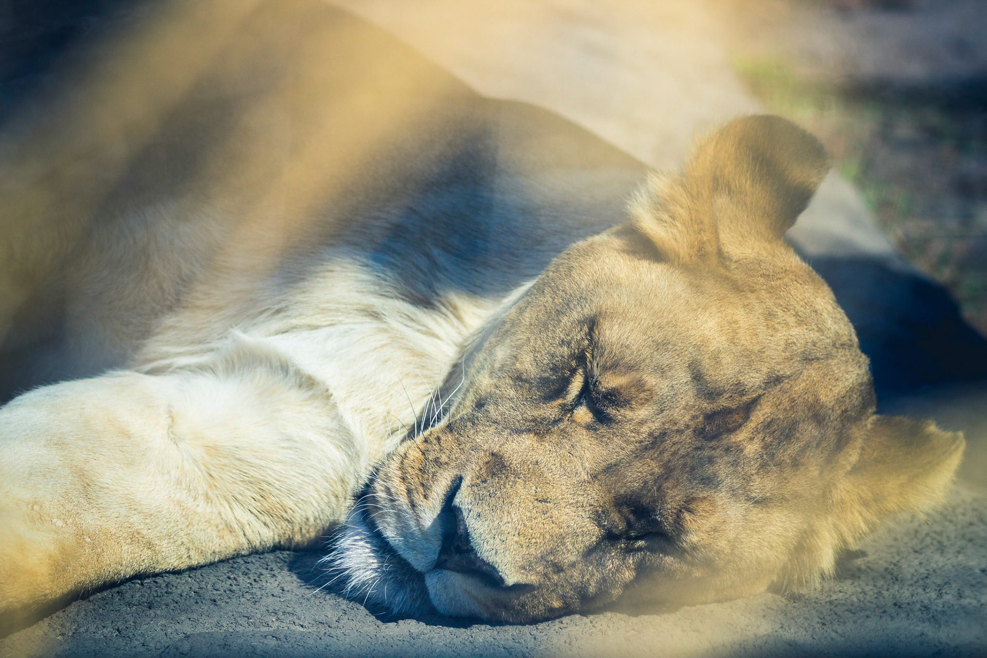 Sleeping Lioness