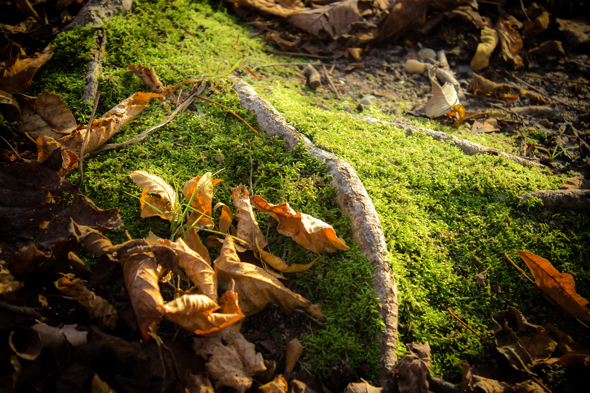 Heritage Park, Farmington Hills, MI, 2014
