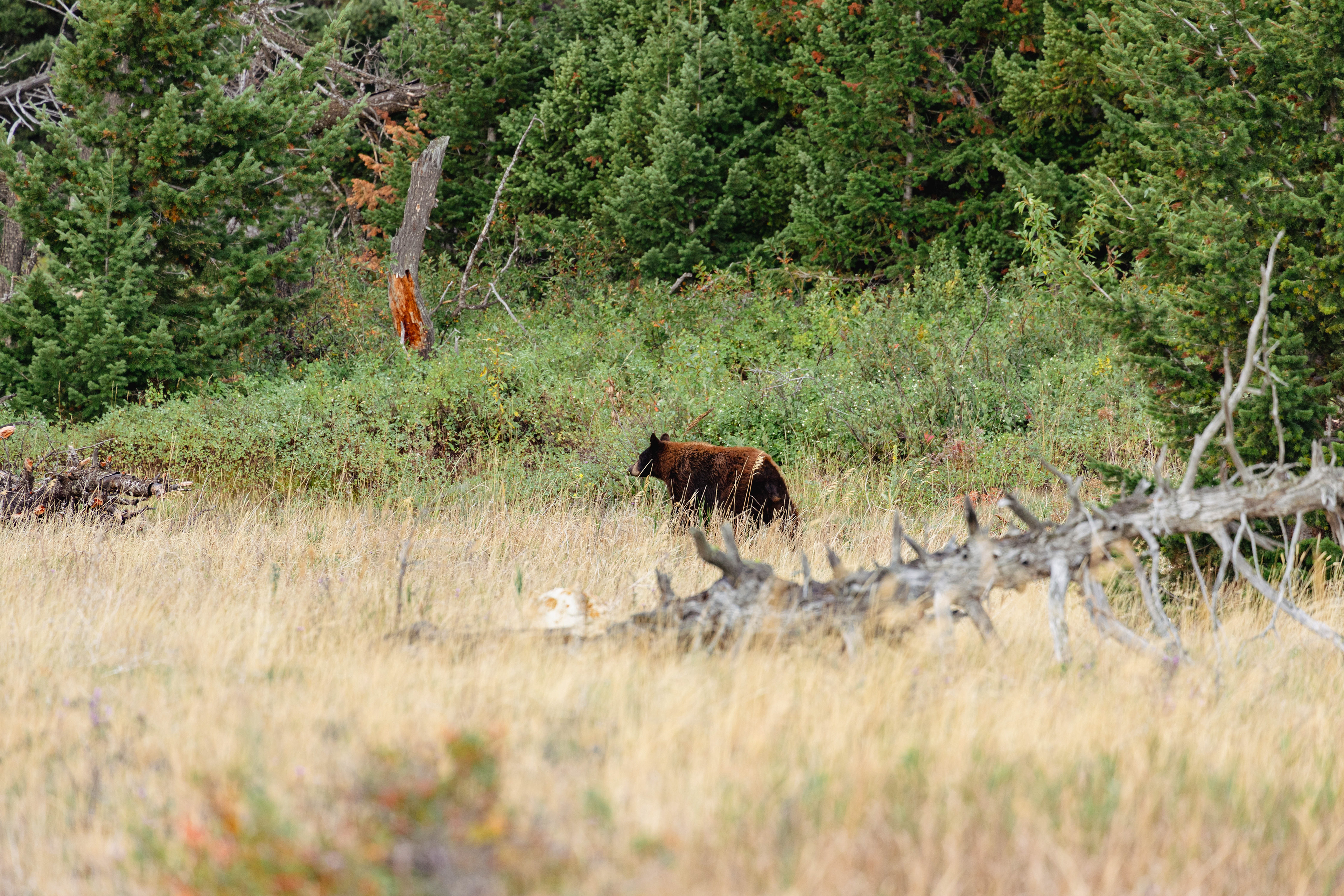 Wildlife photograph of a black bear in Glacier National Park, Montana, moving through grassy meadow and subalpine forest habitat.