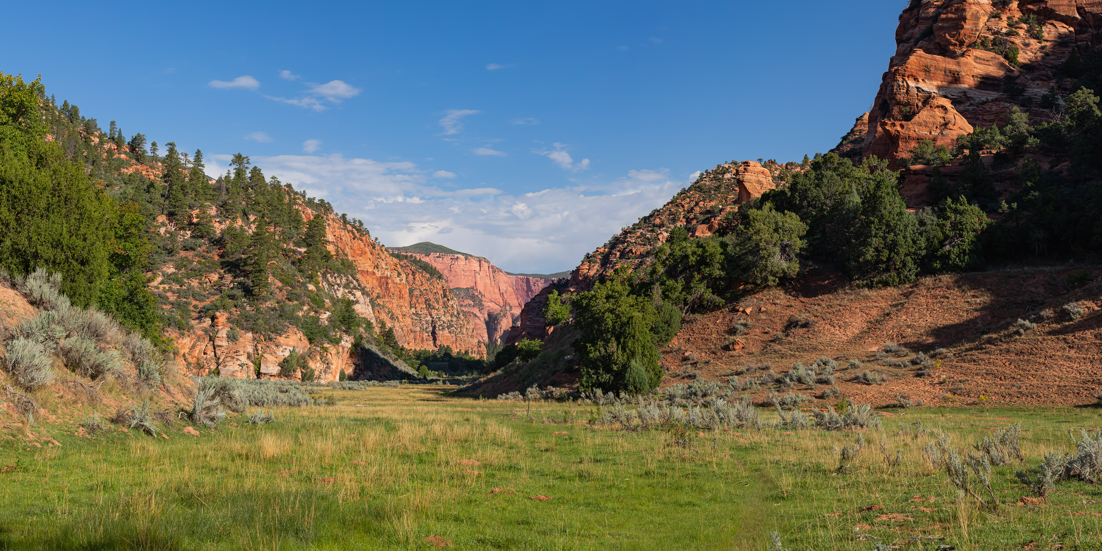 A narrow hiking trail follows the South Fork of Taylor Creek through sandstone canyon walls, with shallow water, smooth rock, and sparse desert vegetation in Zion National Park.