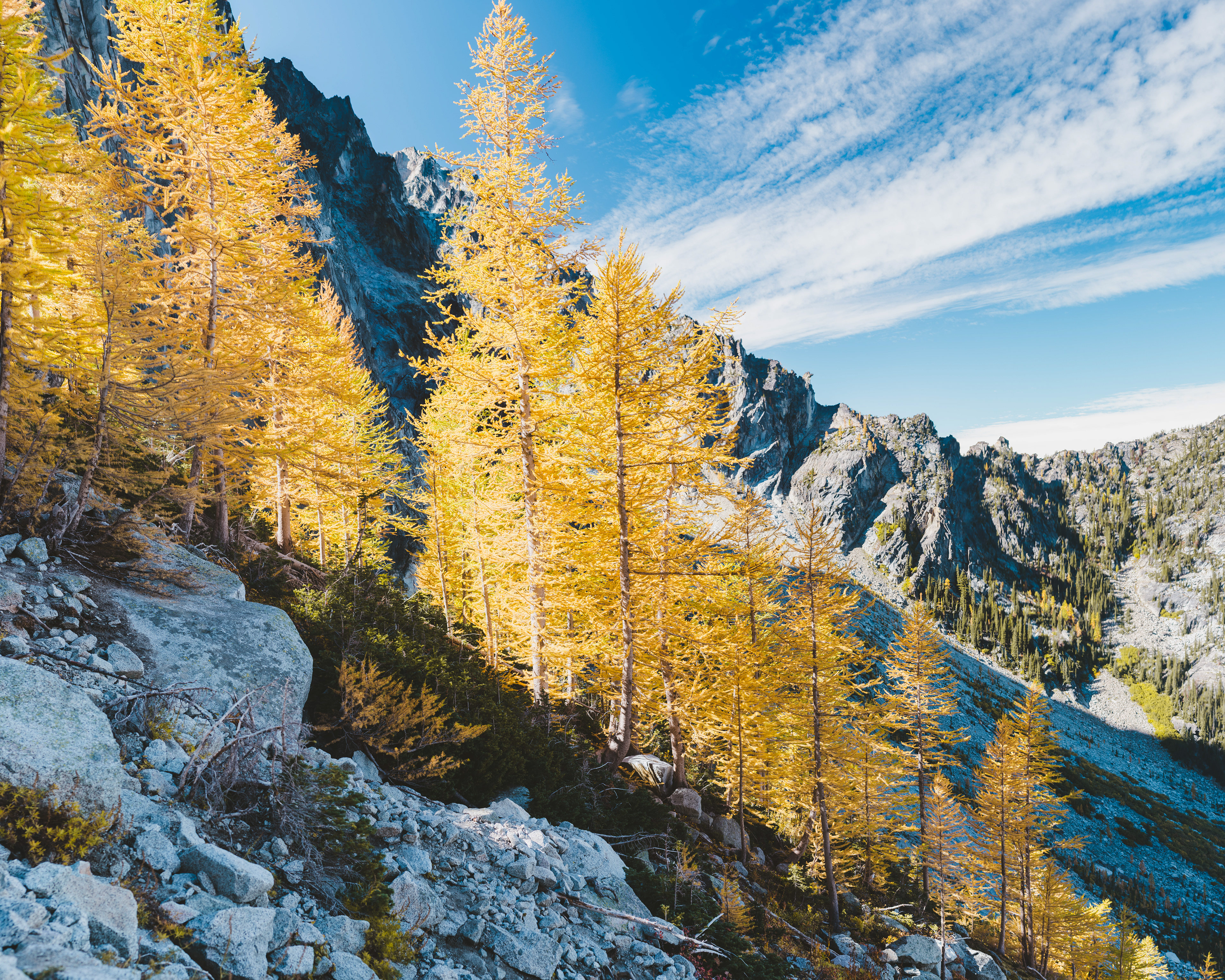 Photograph of golden larches on Aasgard Pass in the Enchantments in the Alpine Lakes Wilderness, Washington, with granite slopes and high alpine terrain.