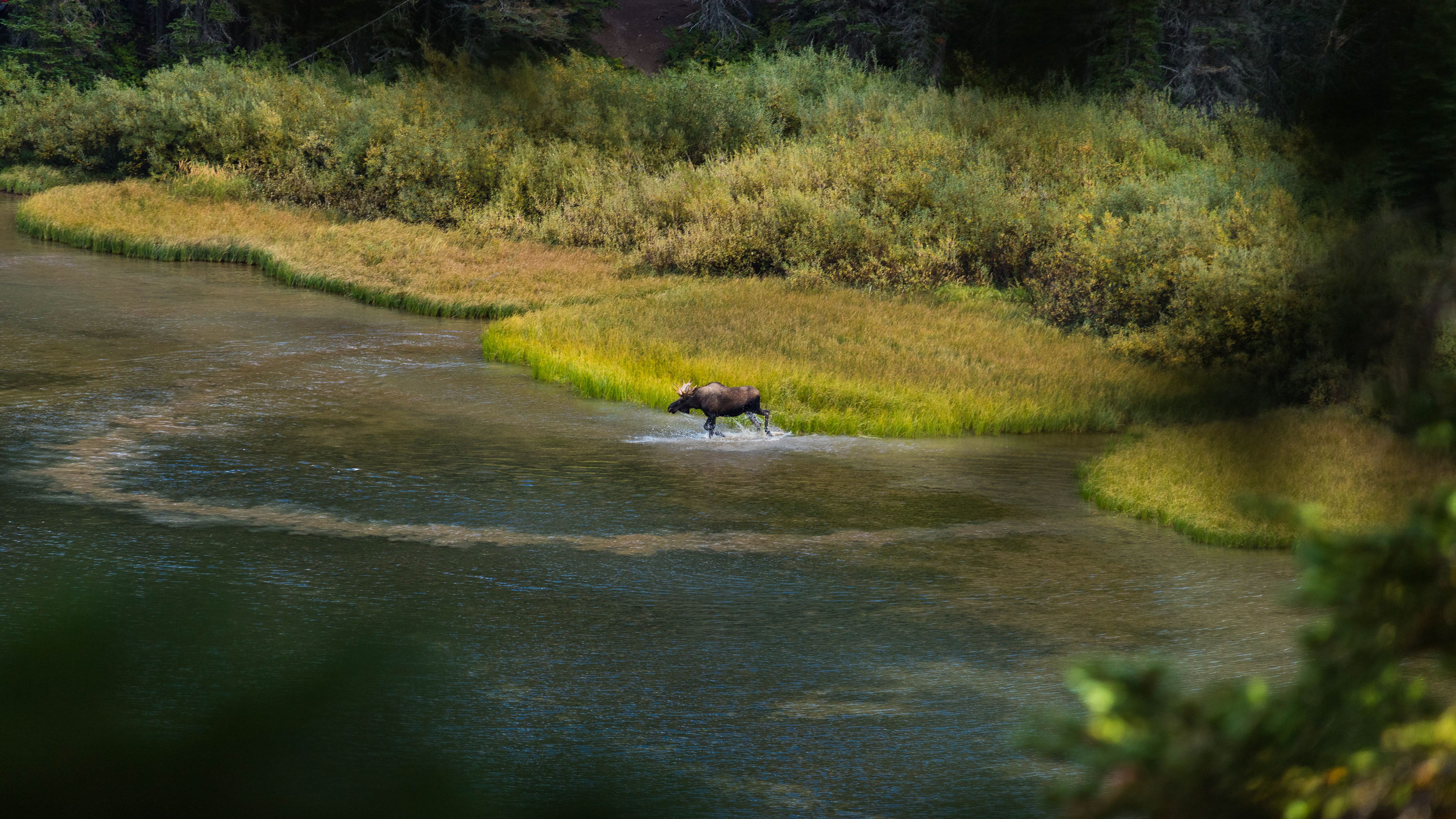Photograph of a moose running in the water of Lake Josephine in Glacier National Park, Montana, with calm reflections and surrounding alpine scenery.