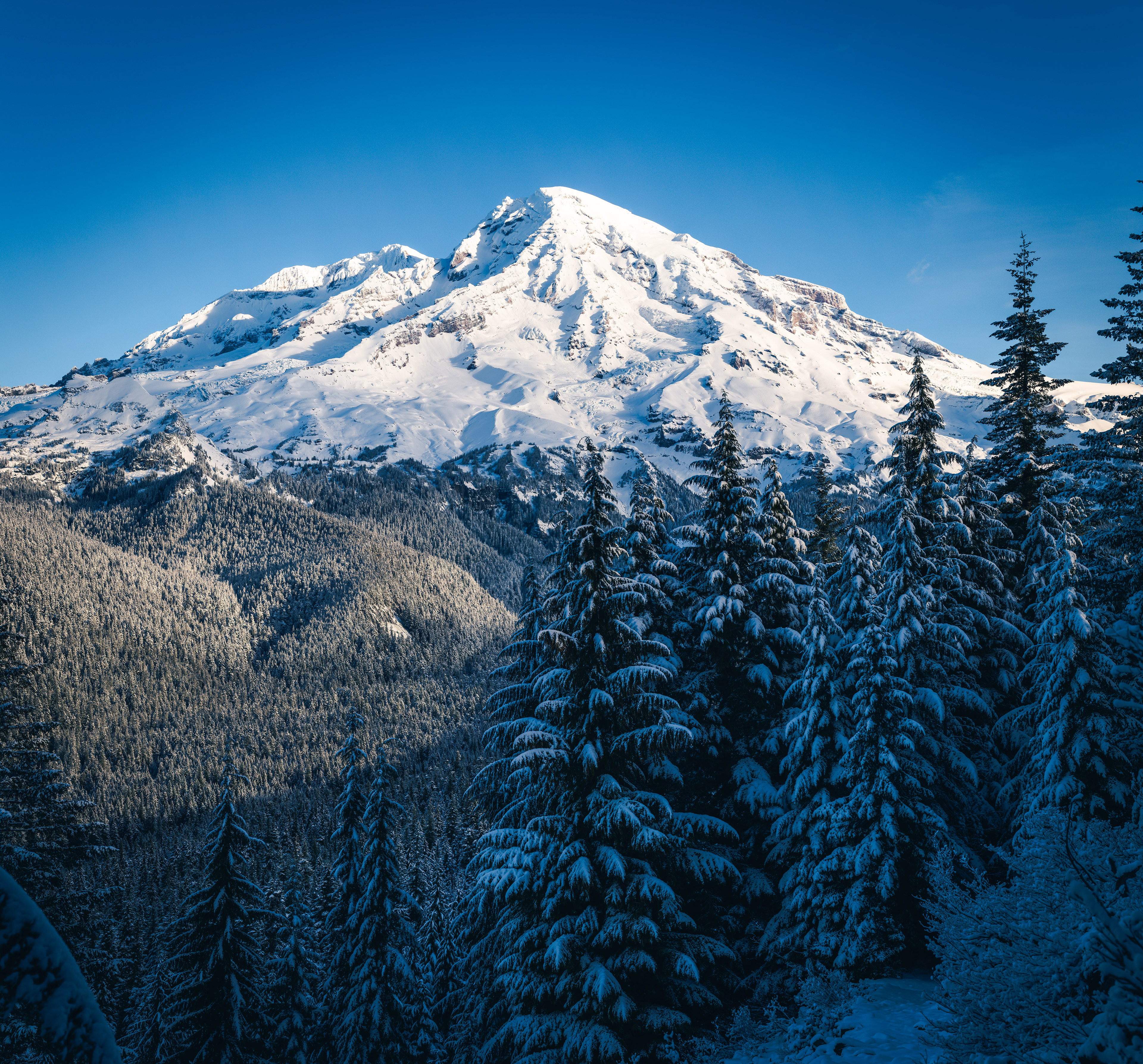 View of Mount Rainier rising above dense evergreen forest as seen from Rampart Ridge in Mount Rainier National Park, with snow-covered slopes under a clear blue sky