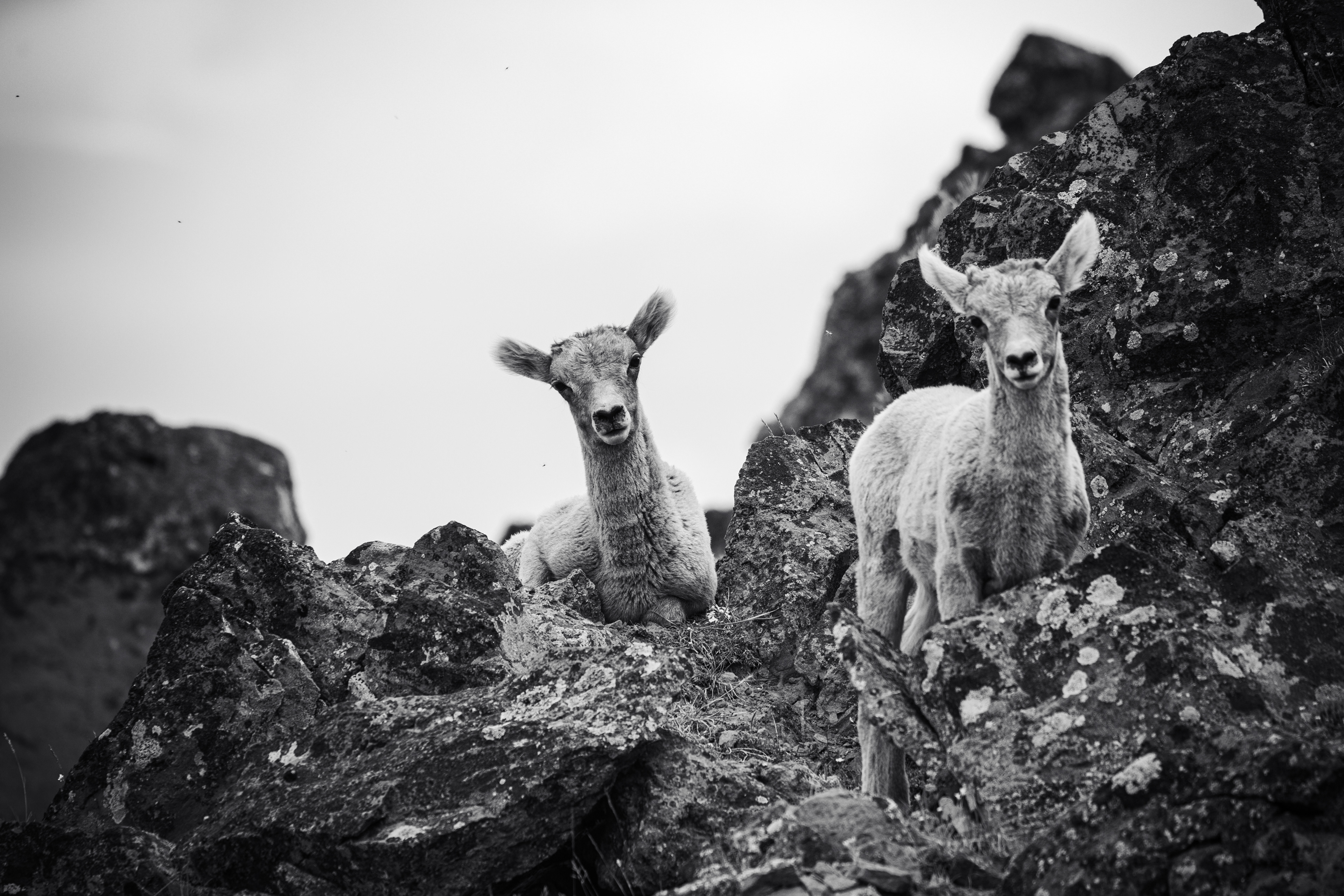 Black and white photograph of mountain goats on Mount Washburn in Yellowstone National Park, Wyoming, showing rugged alpine terrain and wildlife in high elevation landscape.