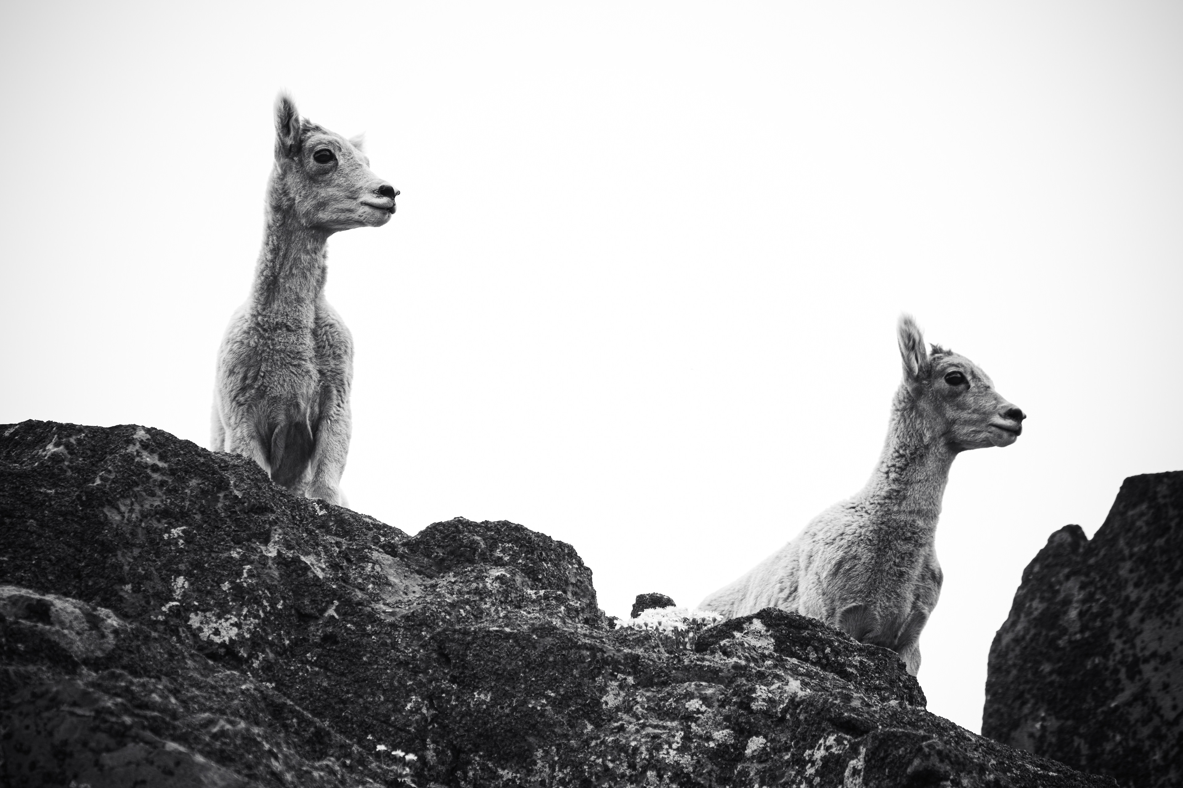 Black and white photograph of mountain goats on Mount Washburn in Yellowstone National Park, Wyoming, showing rugged alpine terrain and wildlife in high elevation landscape.