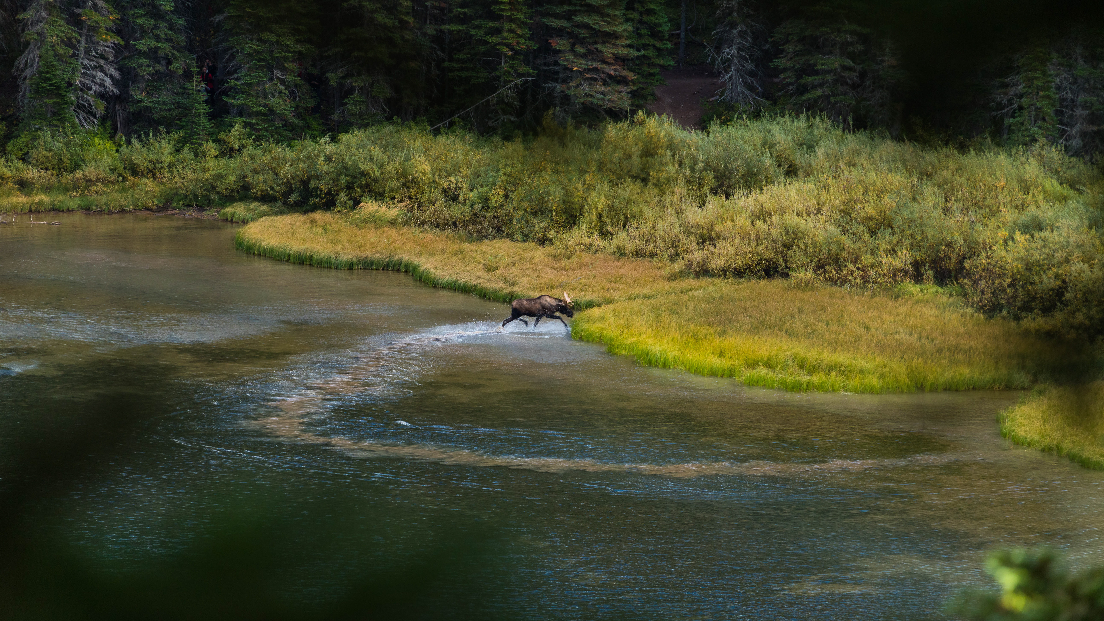 Photograph of a moose running in the water of Lake Josephine in Glacier National Park, Montana, with calm reflections and surrounding alpine scenery.