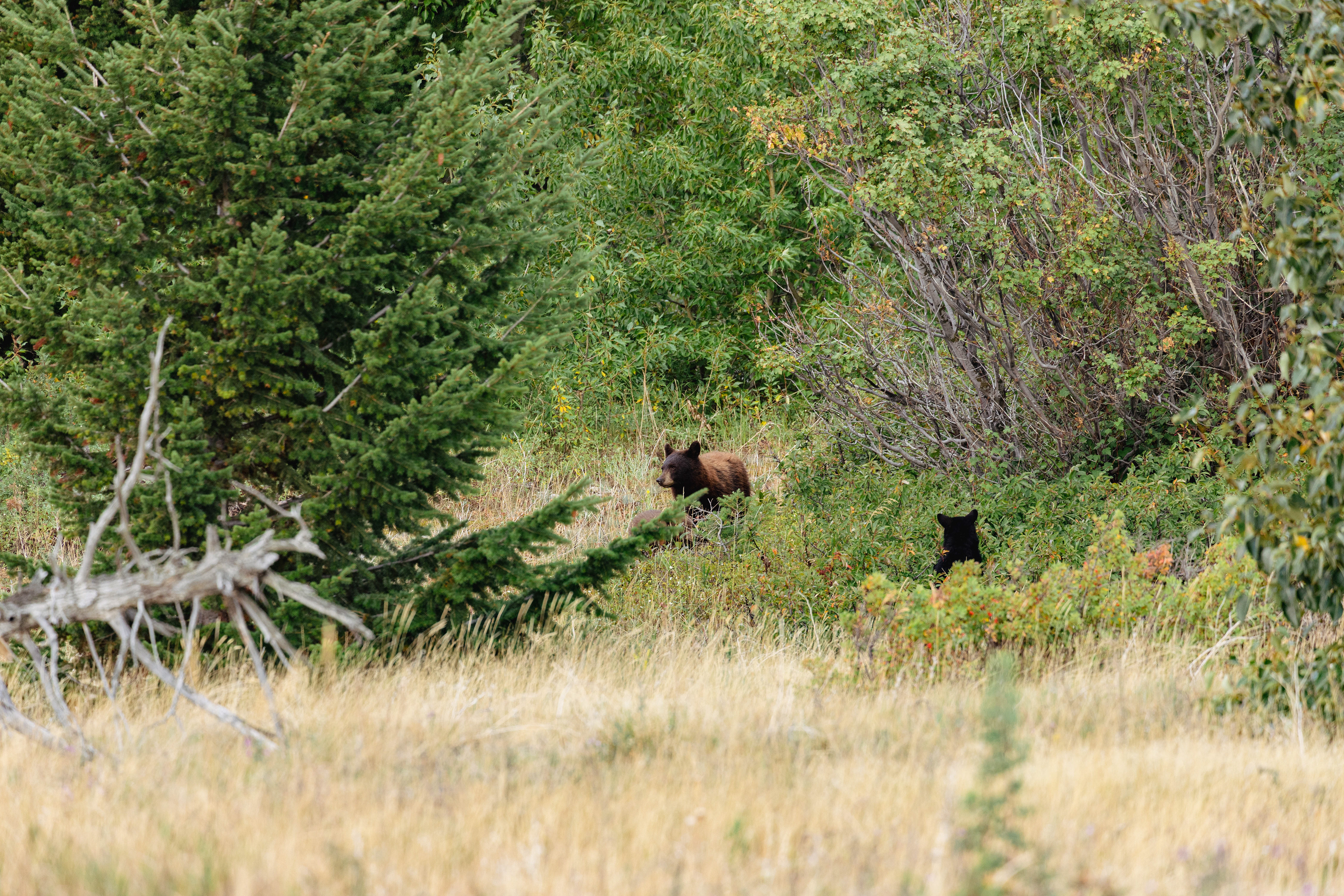 Wildlife photograph of a black bear in Glacier National Park, Montana, moving through grassy meadow and subalpine forest habitat.