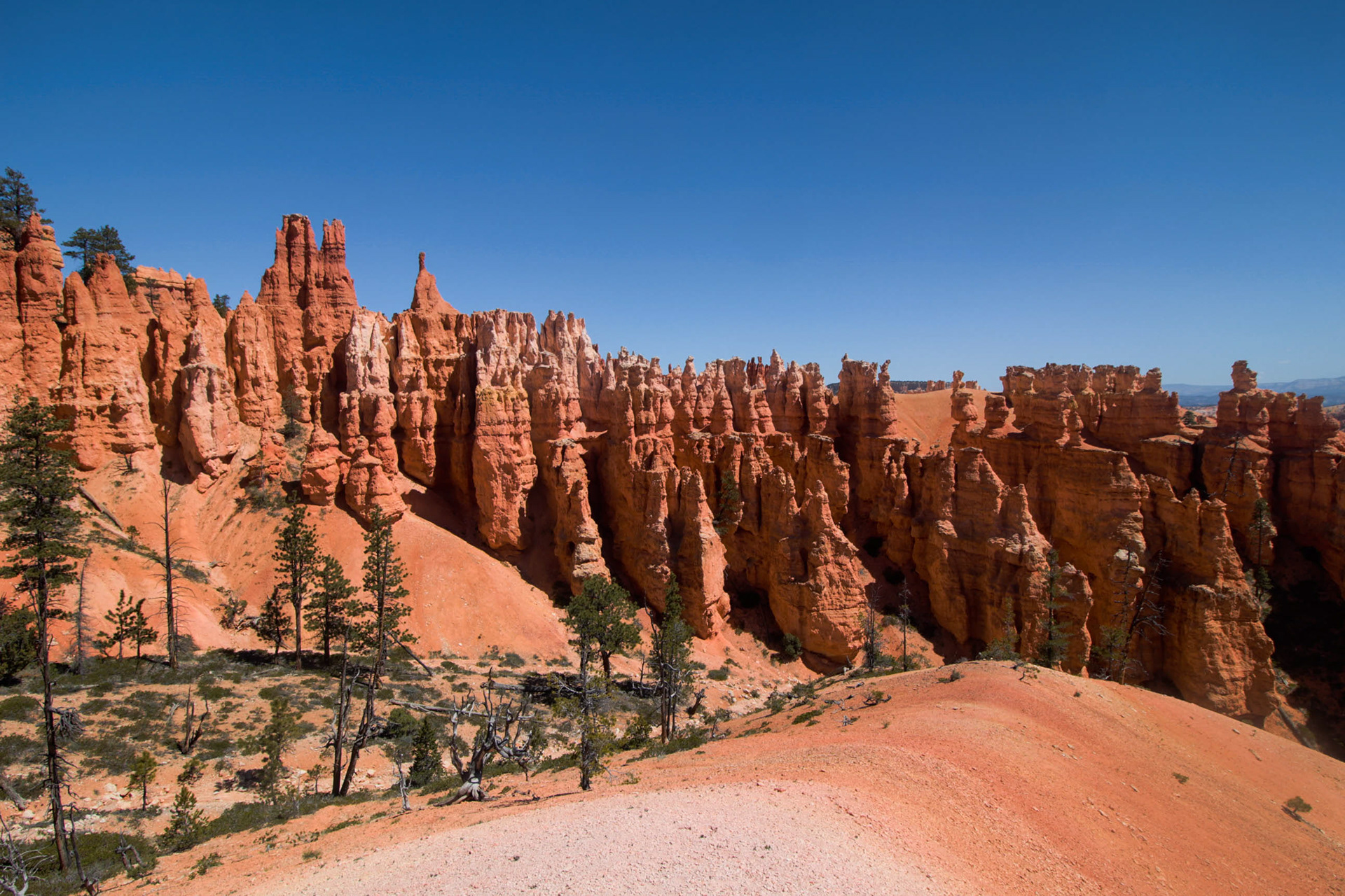 Tall orange hoodoos rising from the Bryce Amphitheater, with dense spire formations and scattered pine trees under a clear blue sky in Bryce Canyon National Park, Utah