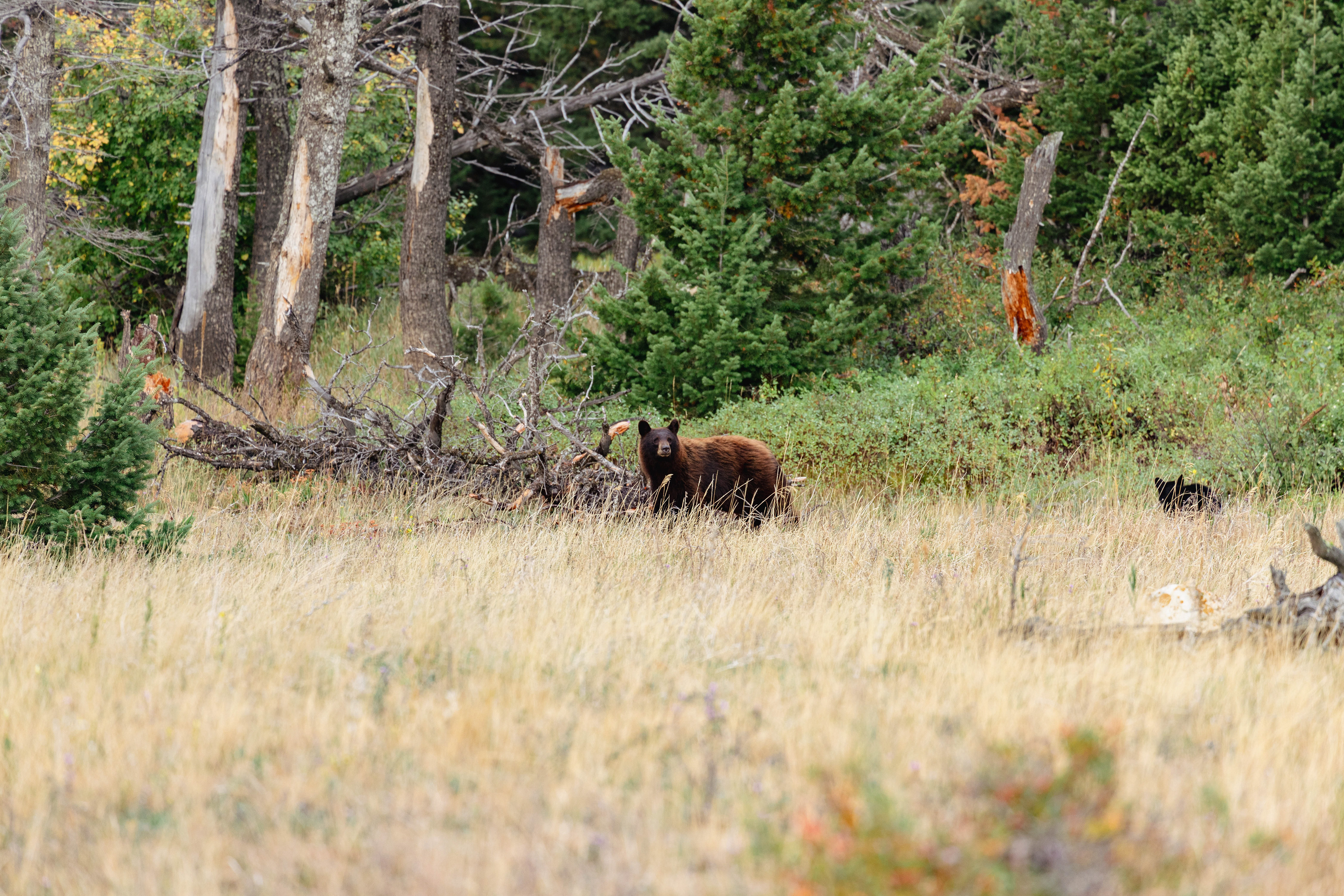 Wildlife photograph of a black bear in Glacier National Park, Montana, moving through grassy meadow and subalpine forest habitat.