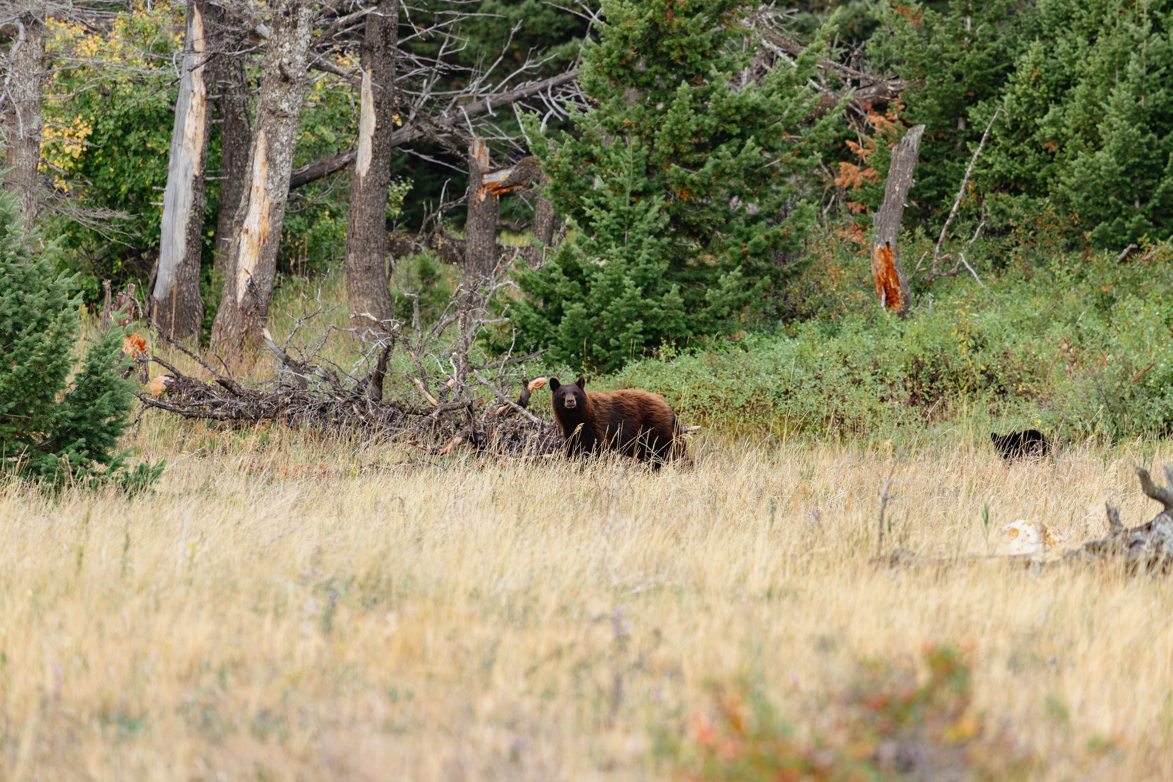Wildlife photograph of a black bear in Glacier National Park, Montana, moving through grassy meadow and subalpine forest habitat.