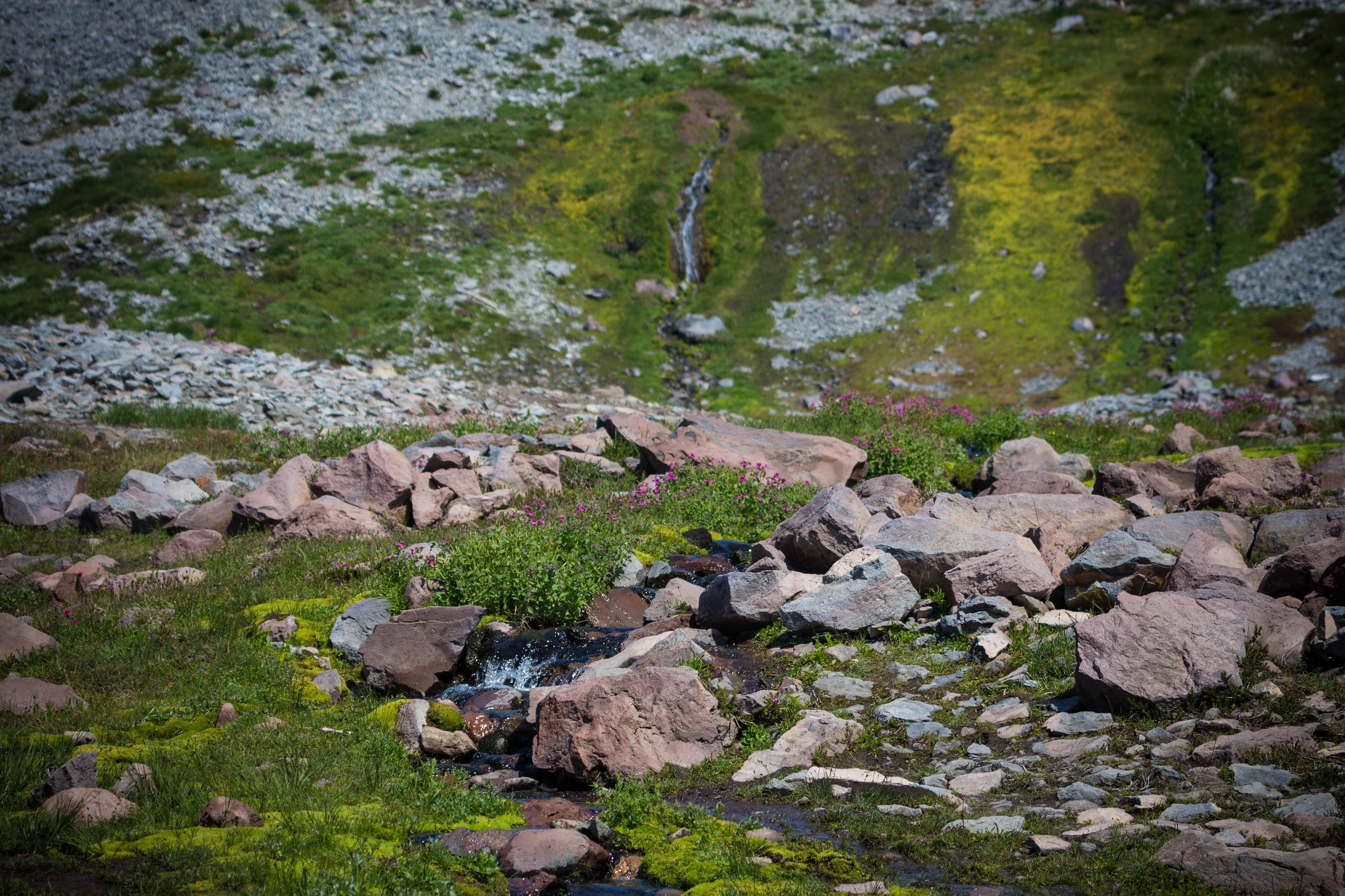 Small mountain streams flowing beside the Skyline Trail, winding through alpine meadows with wild grasses and forested slopes in Mount Rainier National Park