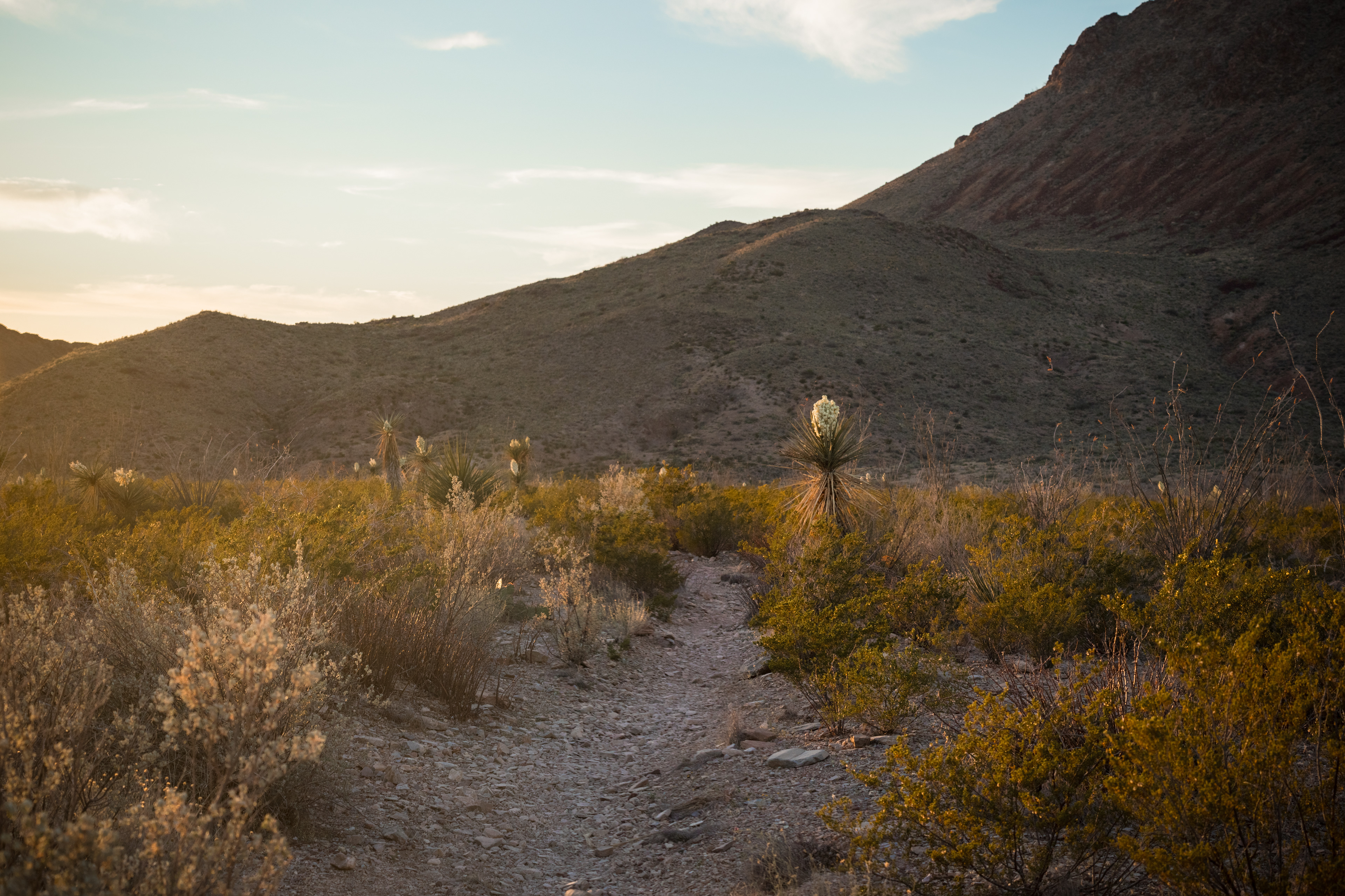 Photograph of Big Bend National Park at golden hour in Texas, with warm light illuminating desert hills, arid vegetation, and expansive open terrain.