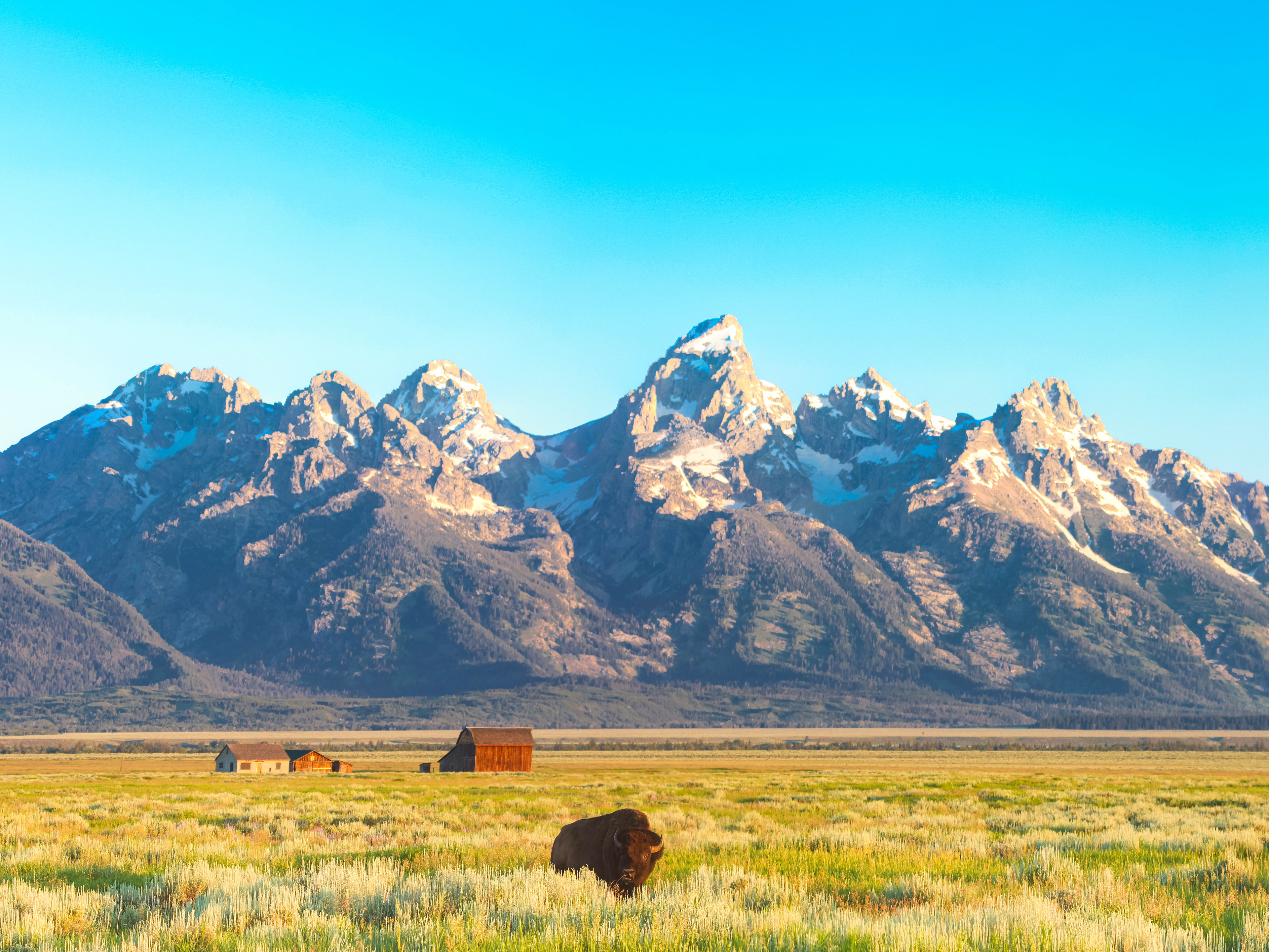 Photograph of bison at Mormon Row at sunrise in Grand Teton National Park, Wyoming, with early morning light, historic barns, and the Teton Range in the background.