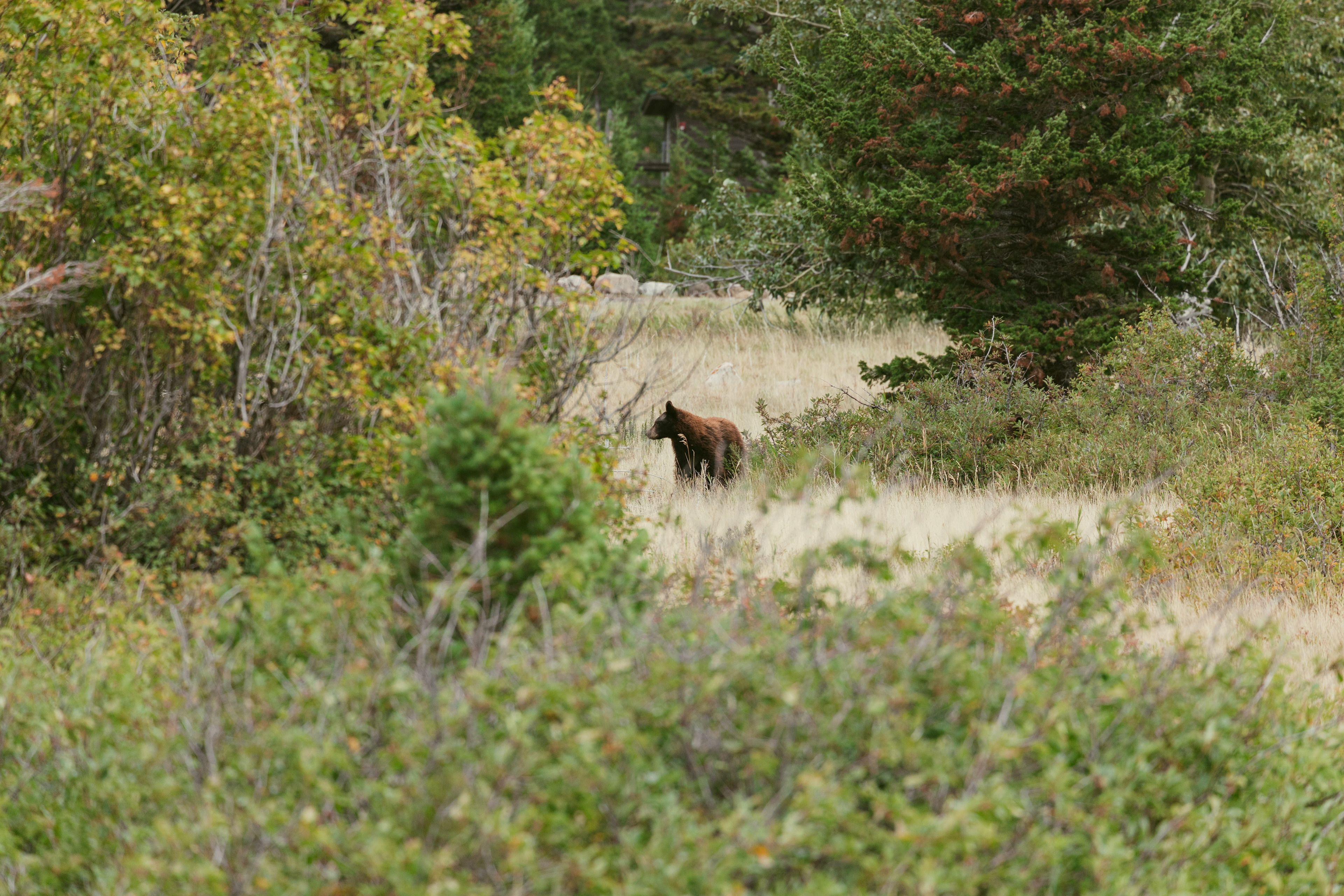Wildlife photograph of a black bear in Glacier National Park, Montana, moving through grassy meadow and subalpine forest habitat.