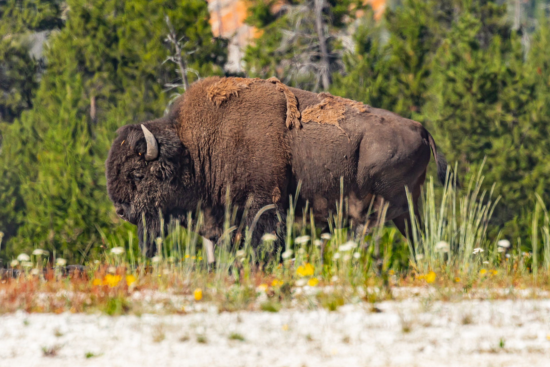 Photograph of a bison at Biscuit Basin in Yellowstone National Park, Wyoming, with geothermal features, open meadow, and surrounding volcanic landscape.