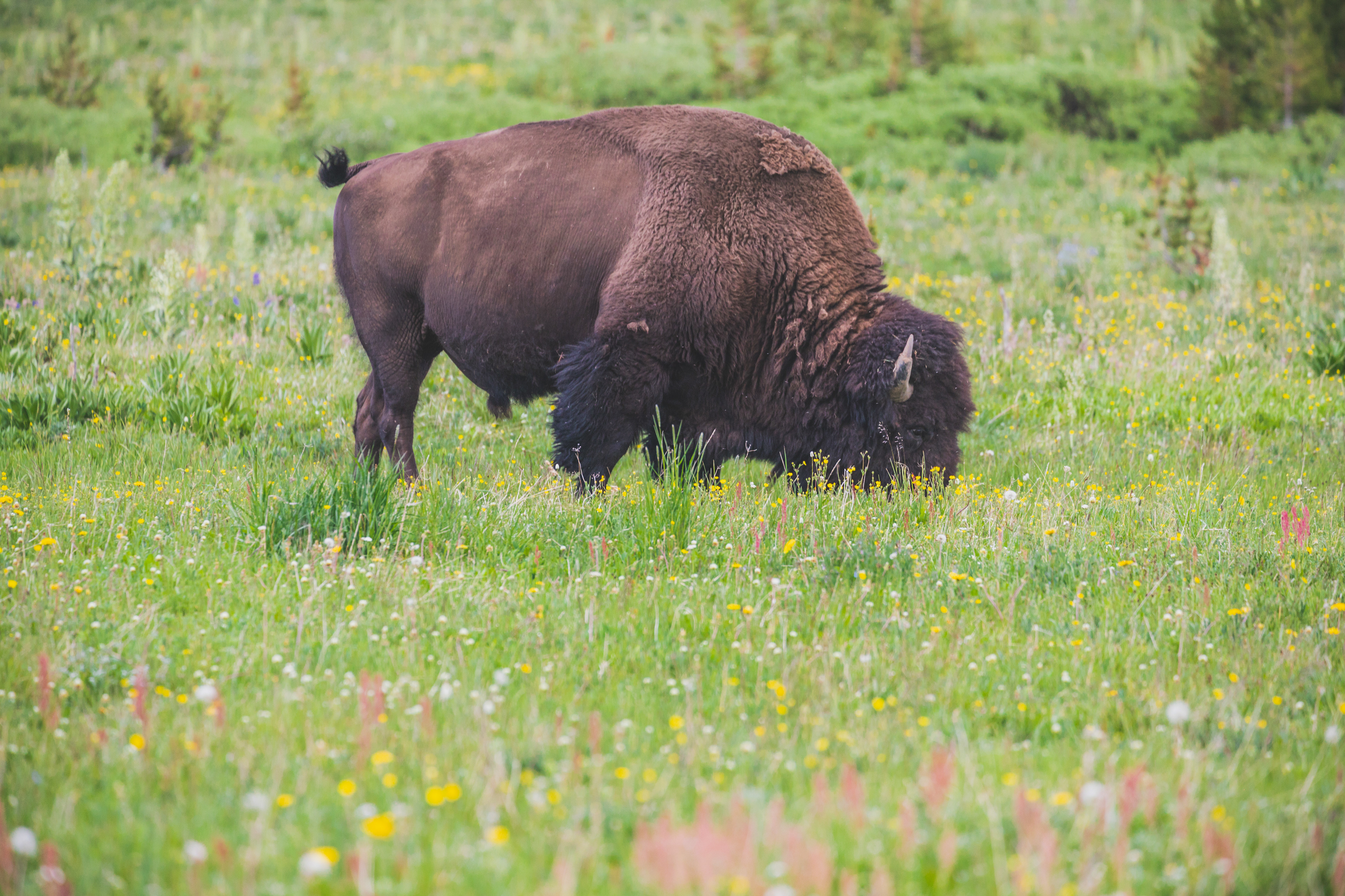 Photograph of a grazing bison in Yellowstone National Park, Wyoming, feeding in an open meadow with surrounding grassland and volcanic landscape.
