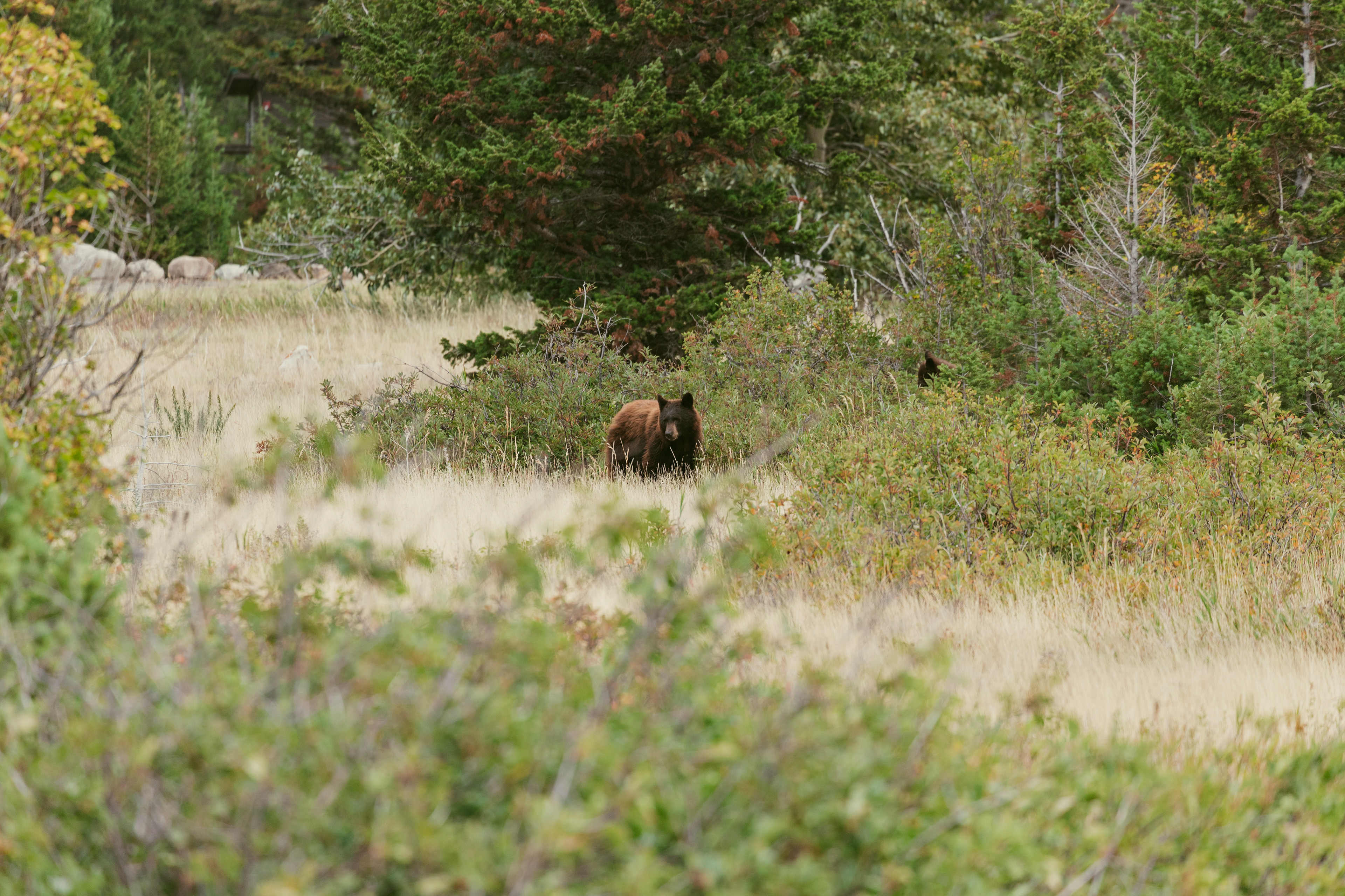 Wildlife photograph of a black bear in Glacier National Park, Montana, moving through grassy meadow and subalpine forest habitat.