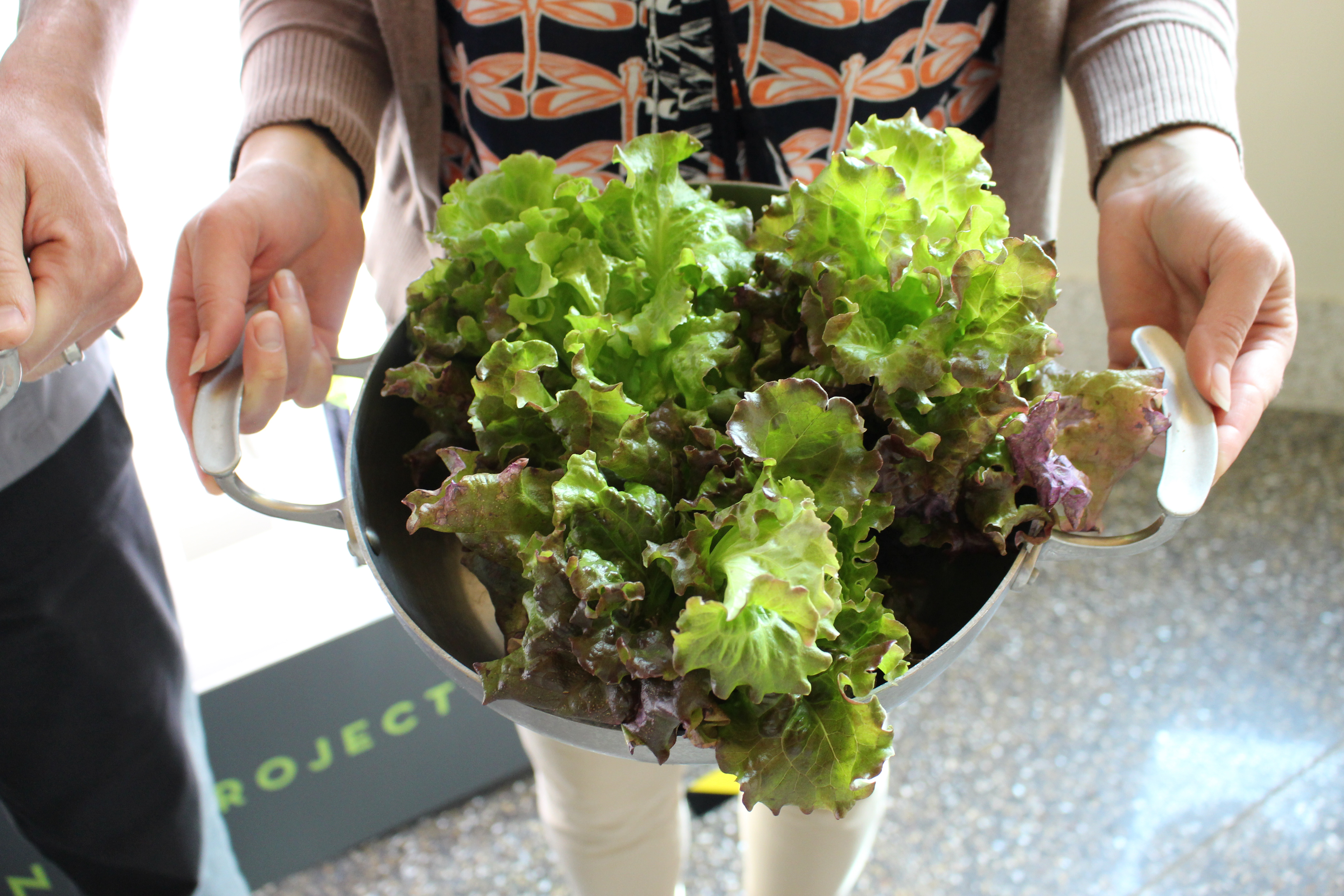 Fresh greens from the hydro-garden tower I