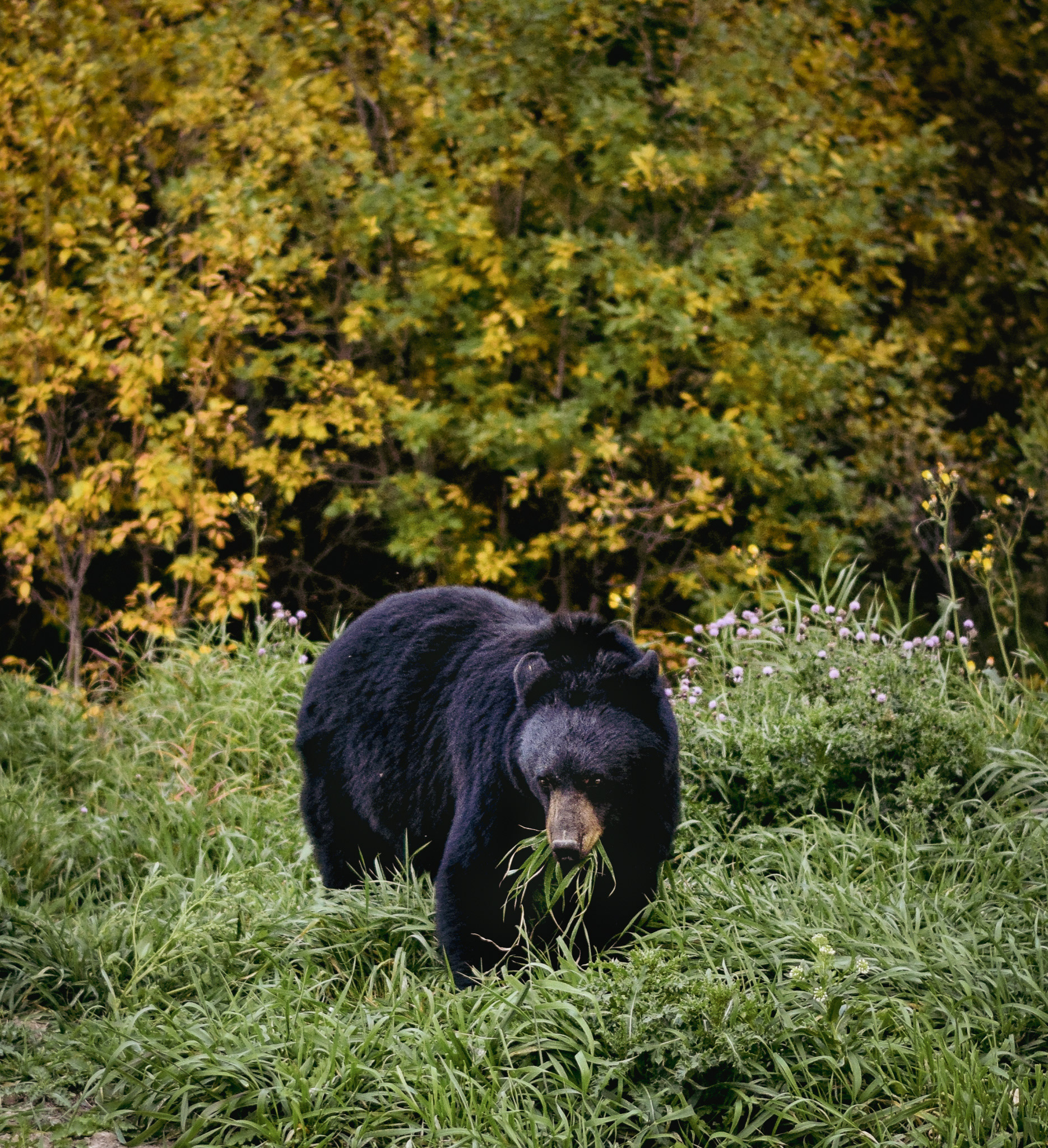 Black Bear, Banff Nationalpark, Canada