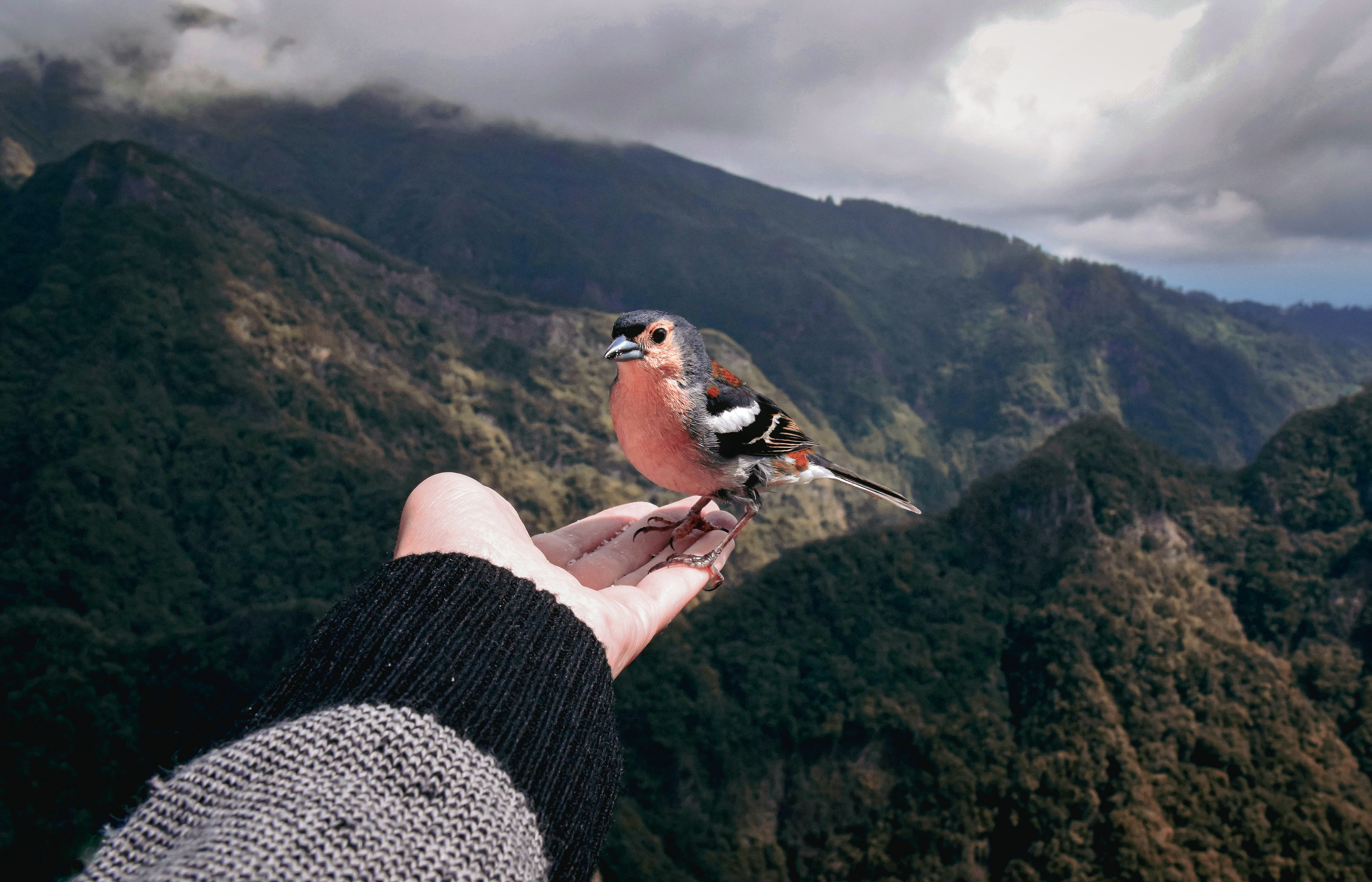 Ribeiro Frio , Madeira, Portugal