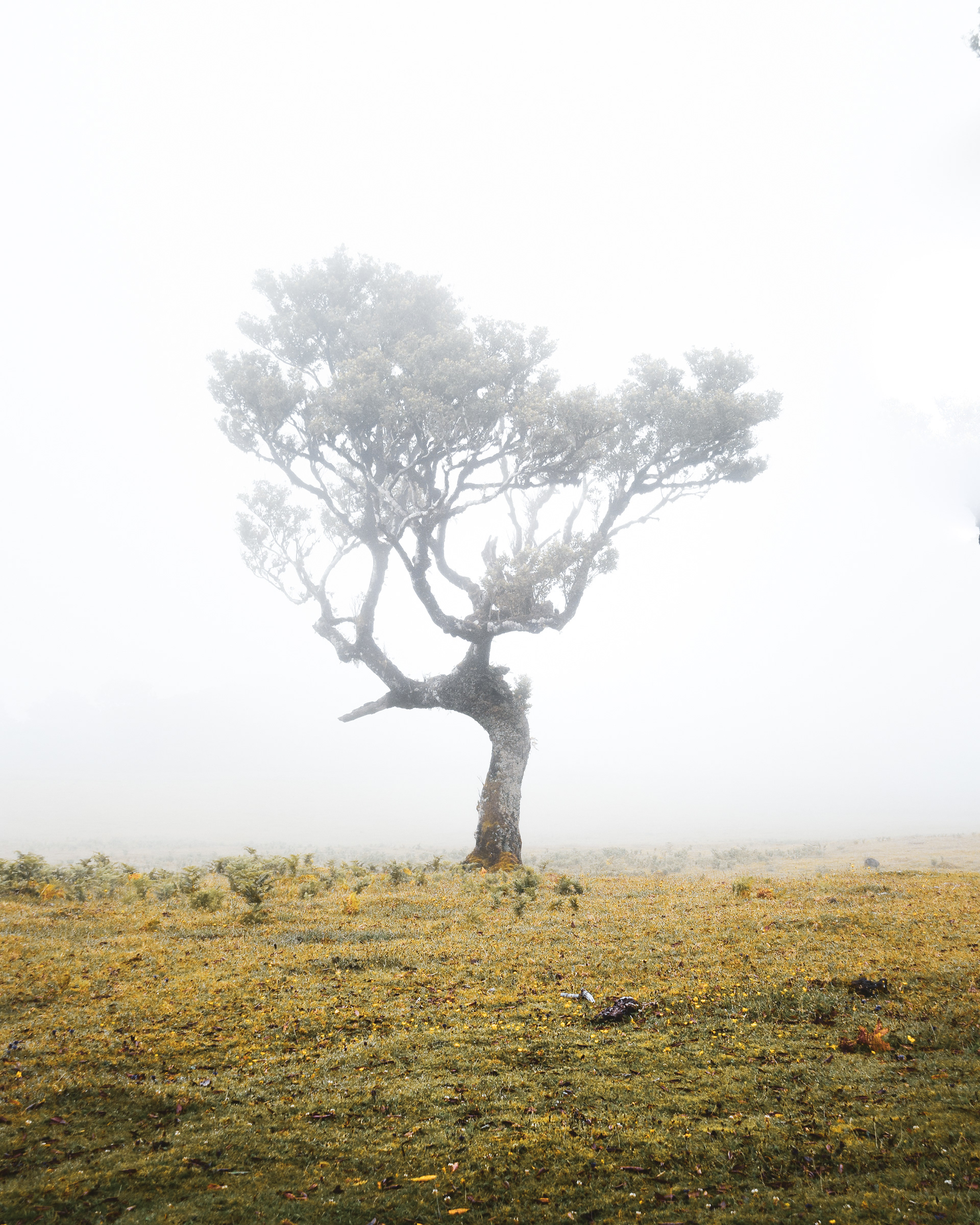 Magical Laurisilva Forest, Madeira