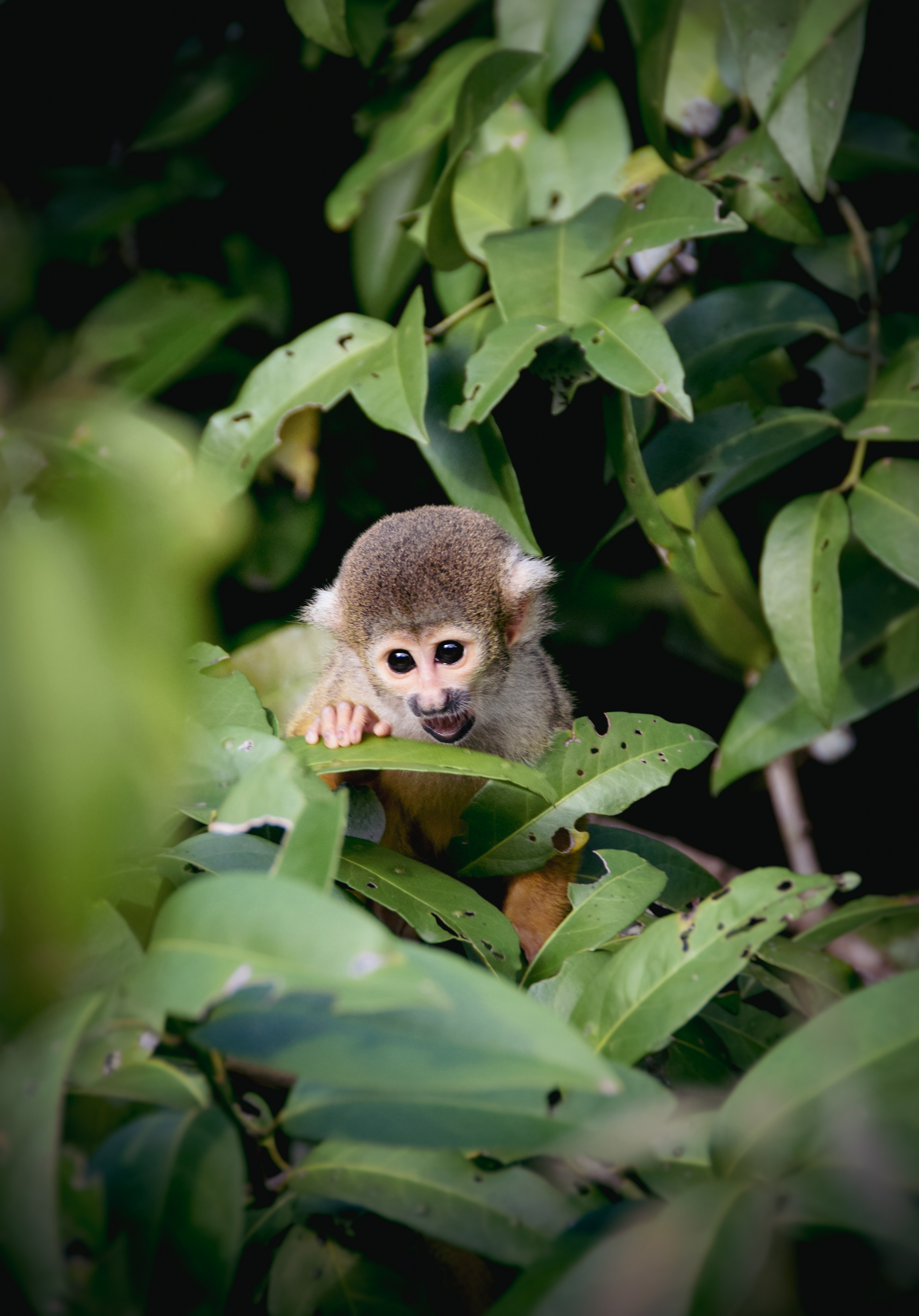 Bolivian squirrel monkey