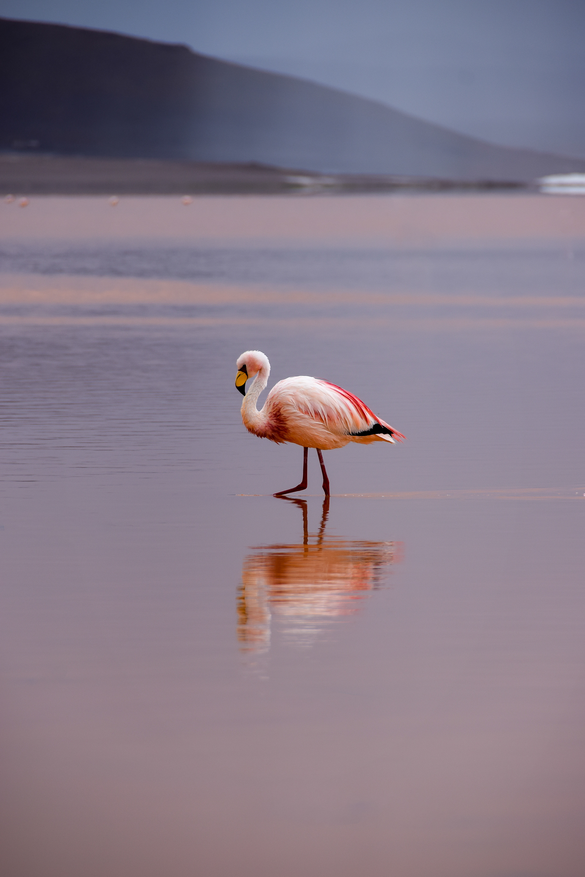 Flamingo, Laguna Colorada, Bolivia