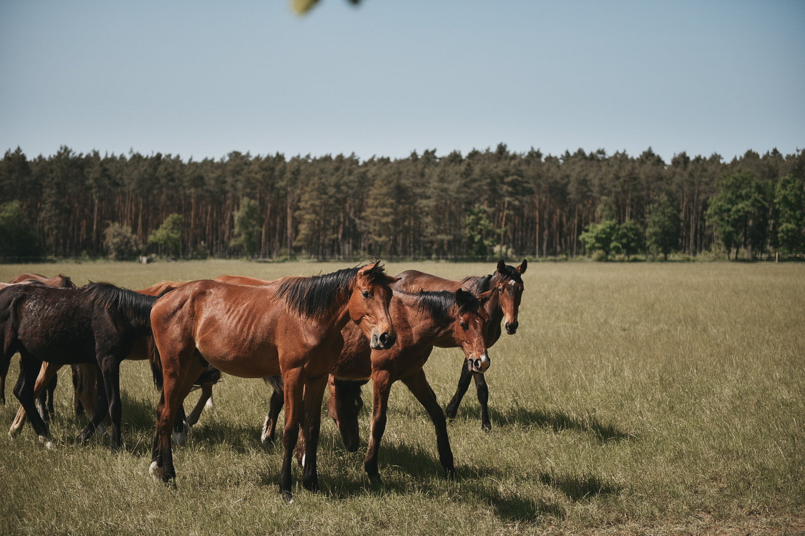 Horses, Germany