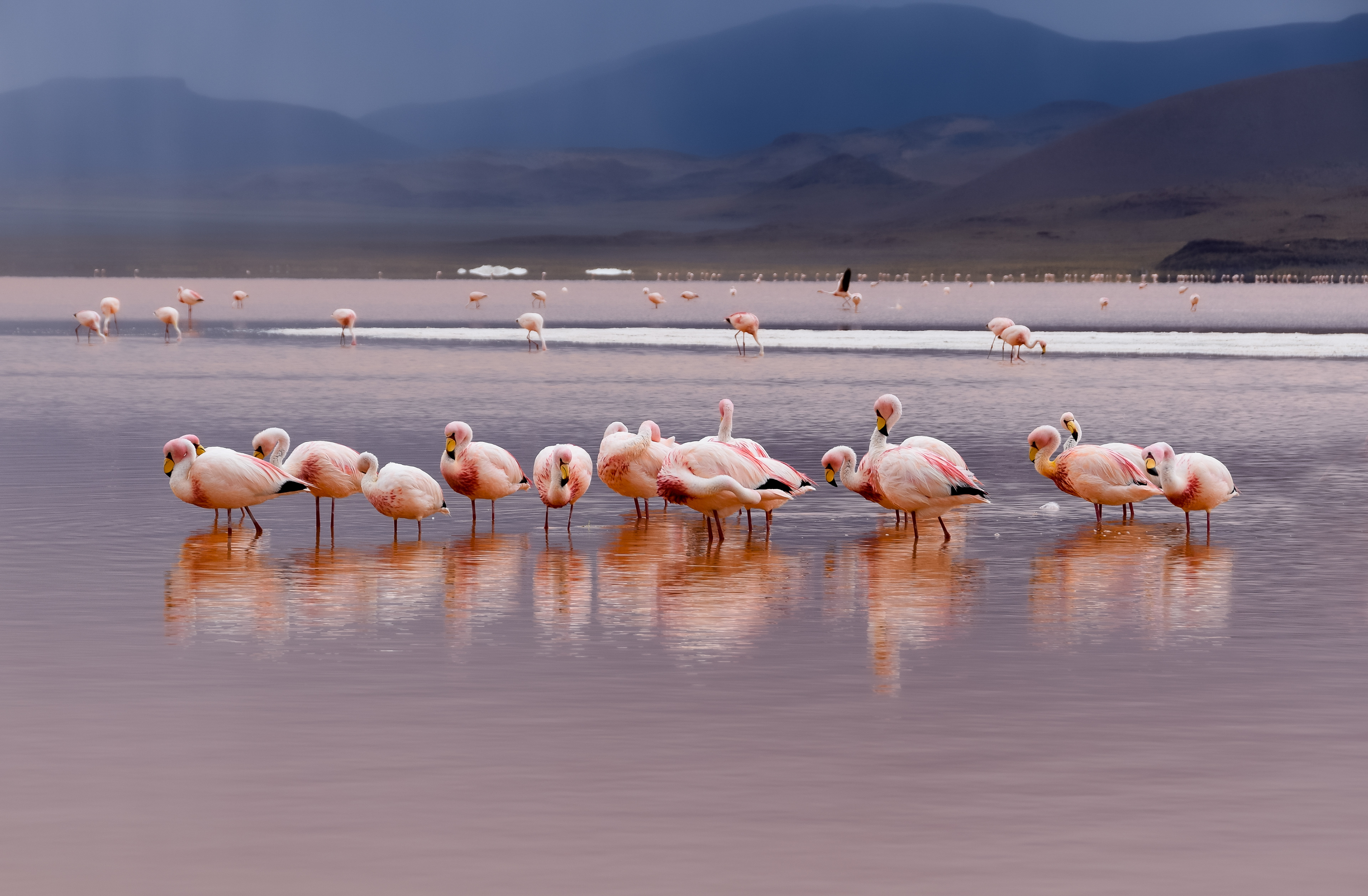 Flamingos, Laguna Colorada, Bolivia