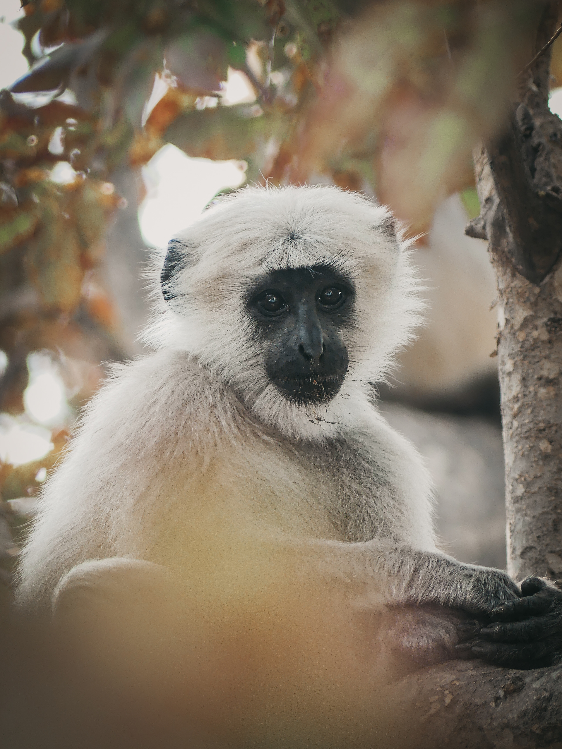 Grey Langur, India