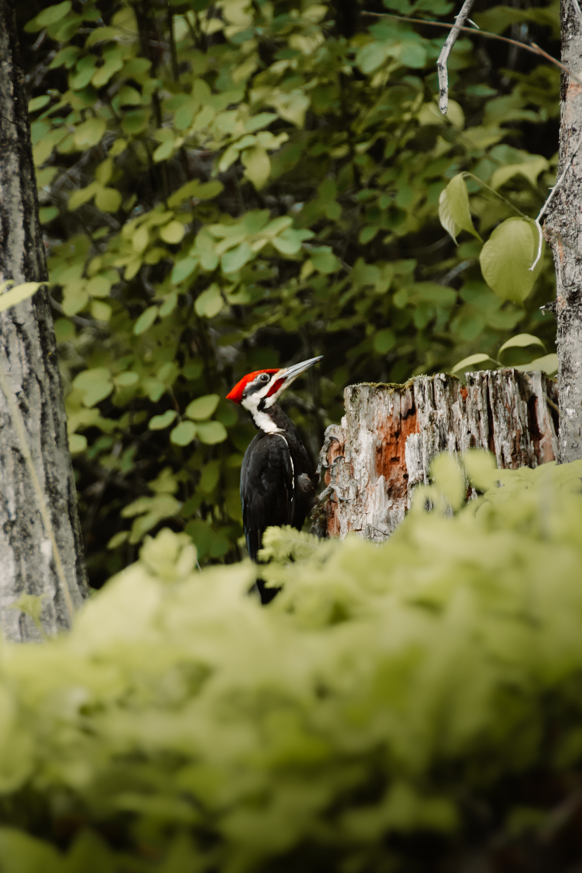 Woodpeckar, Quebec, Canada