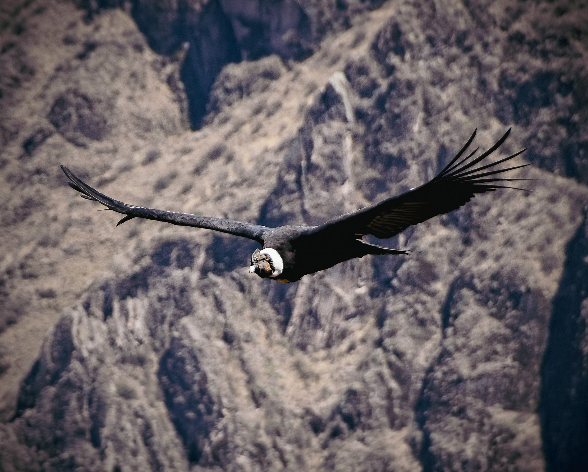 Andean Condor, Peru