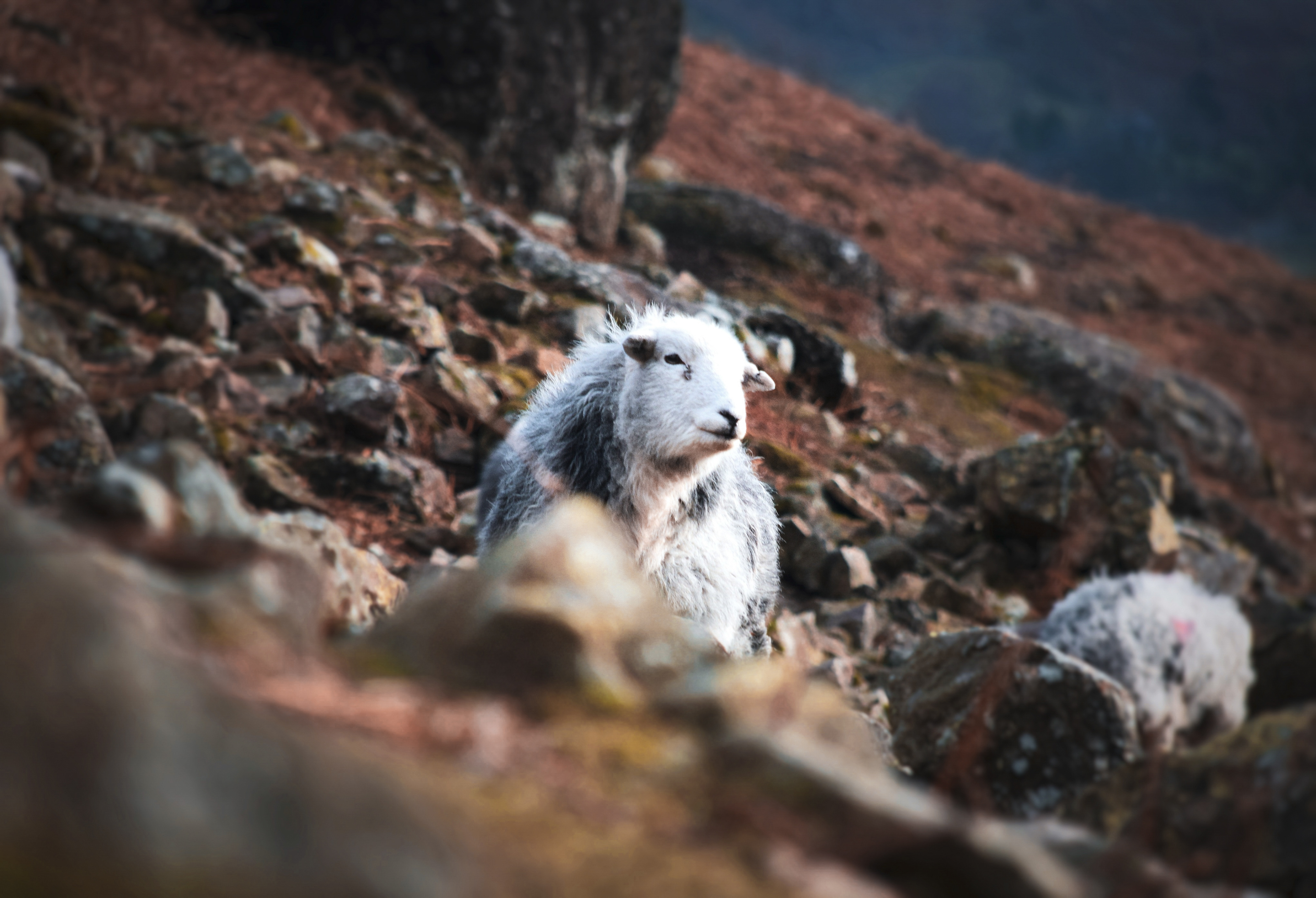 Sheep, Lake District, England