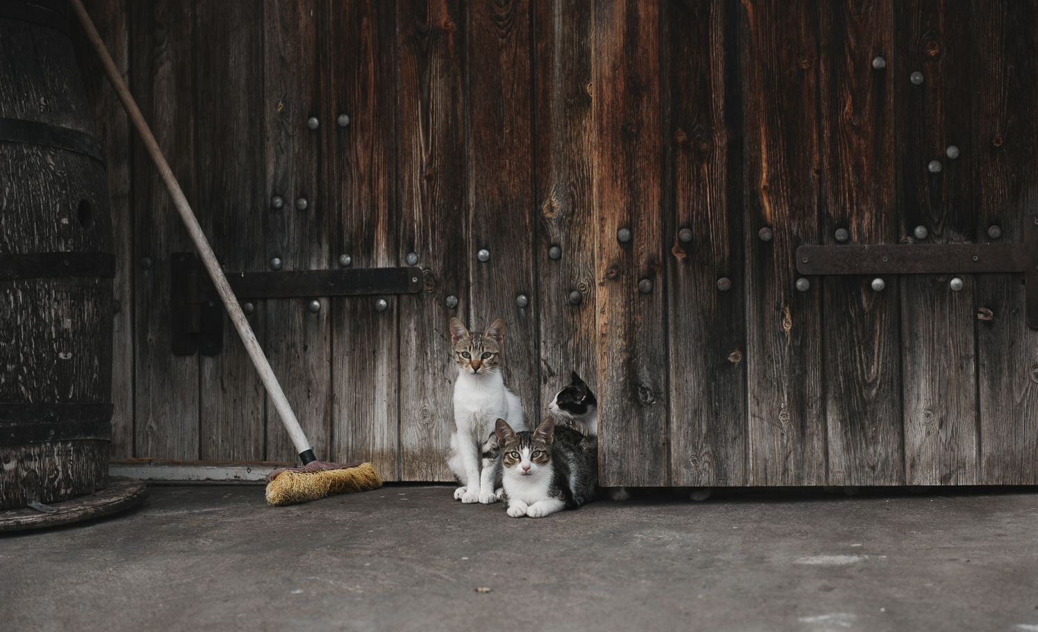 Cats in Greece