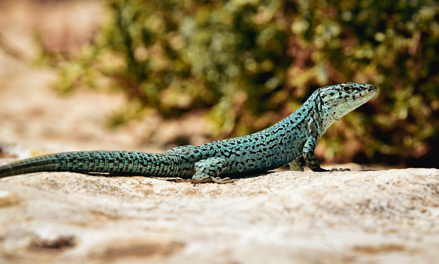 Lizard, Ibiza, Spain