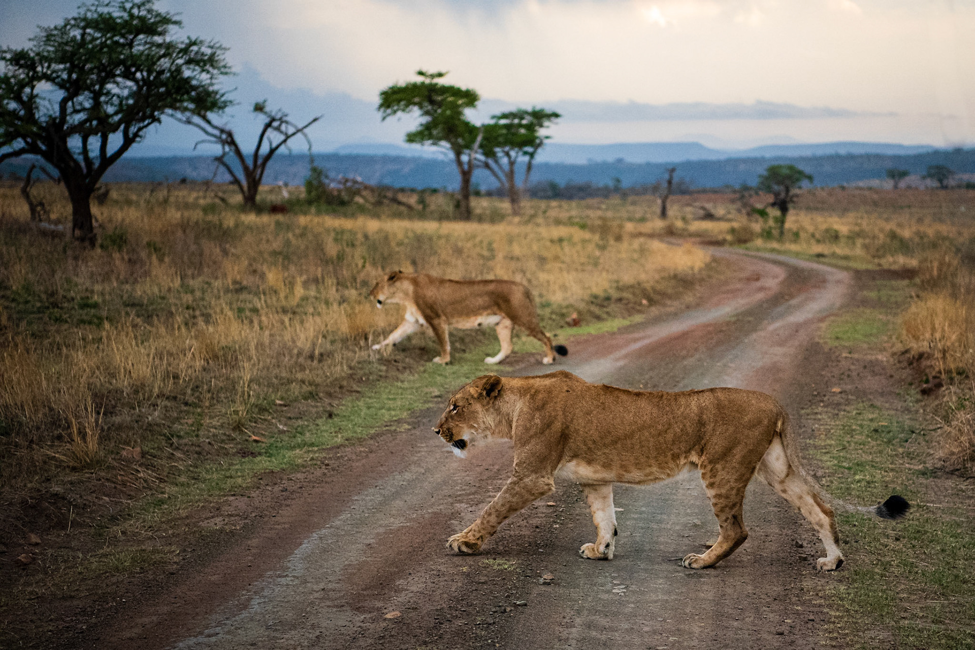 Nambiti Hills Private Game Reserve.