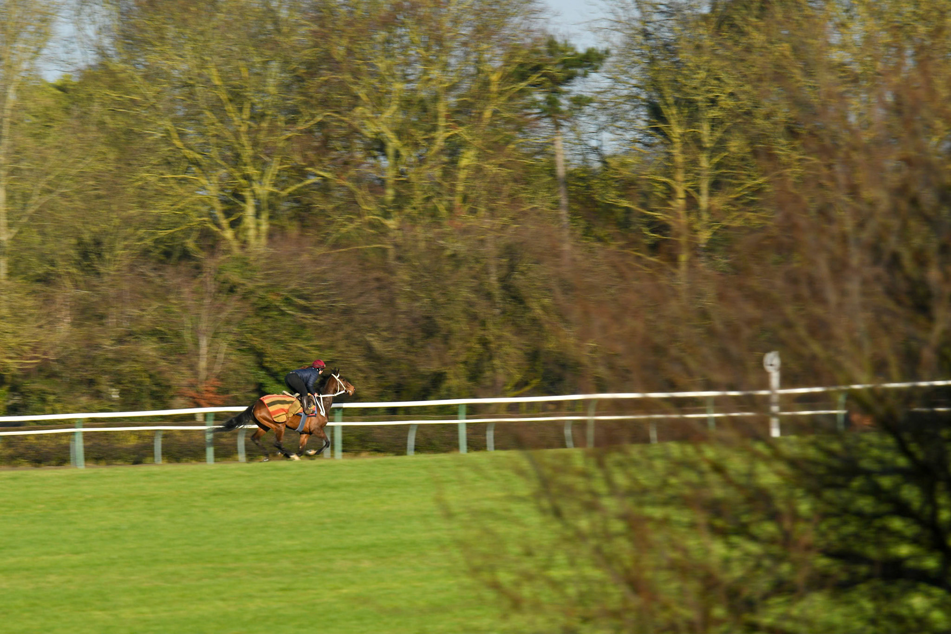 Race Horse Training