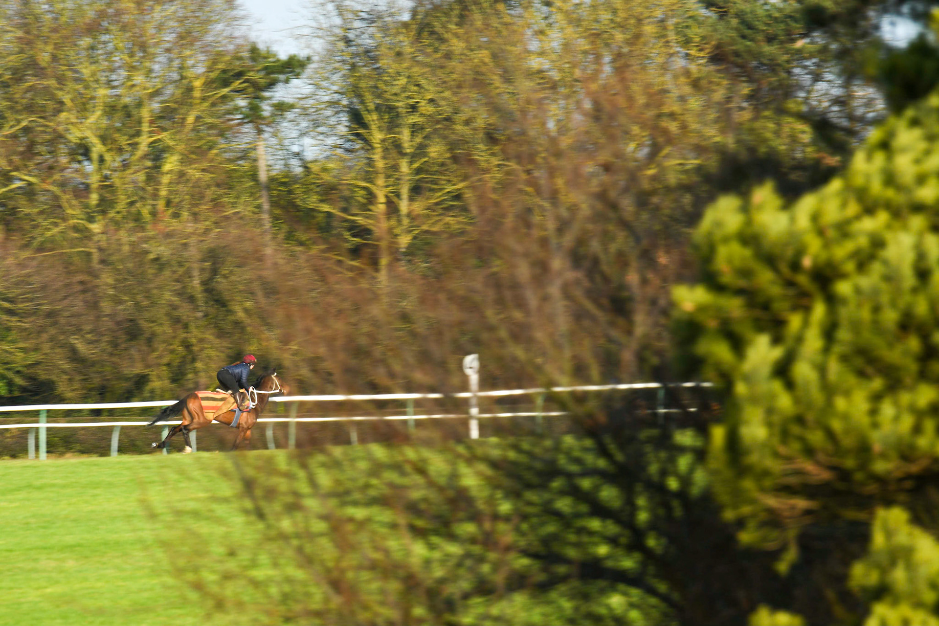 Race Horse Training