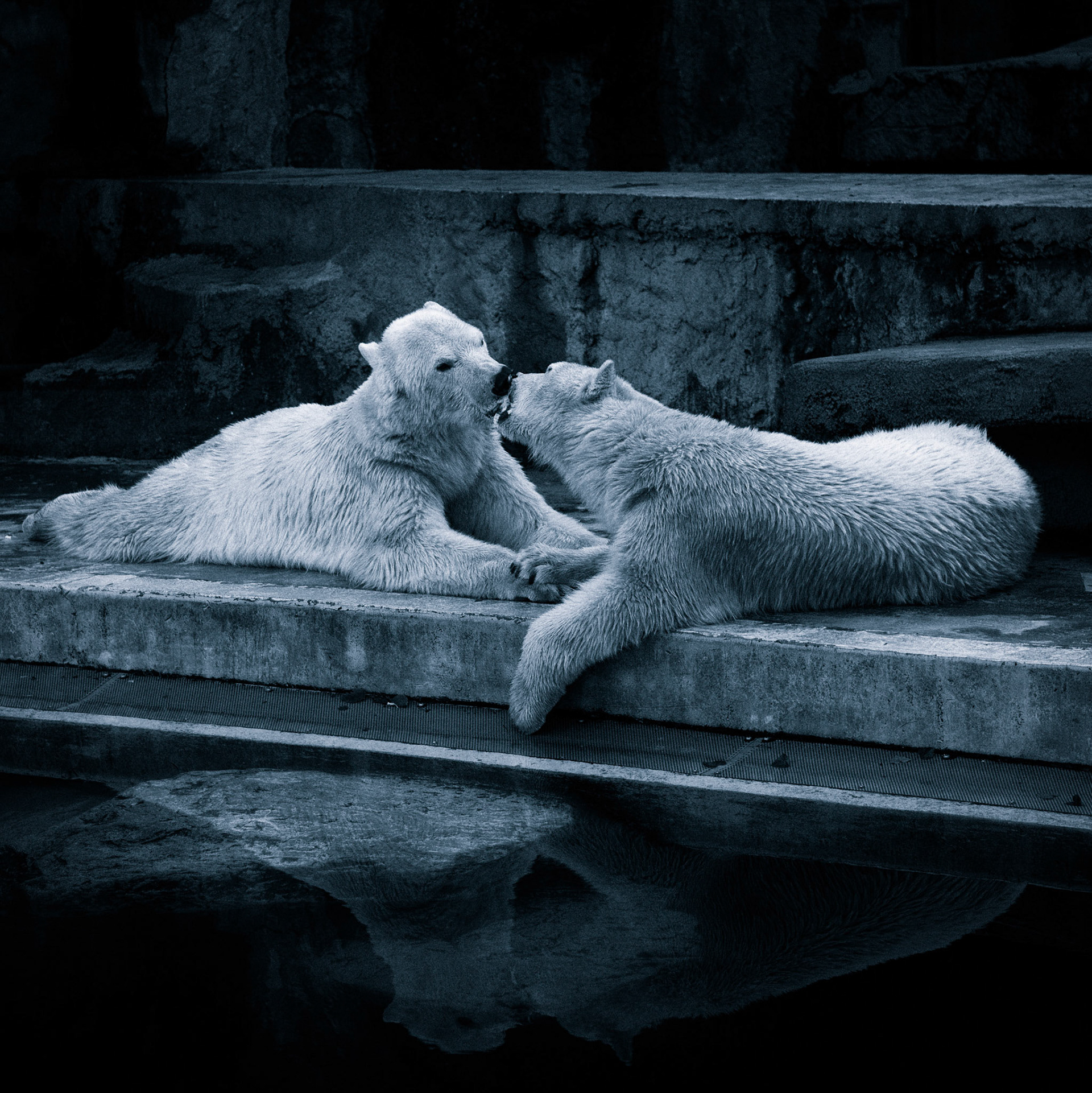 Polar Bears in the Zoo.
