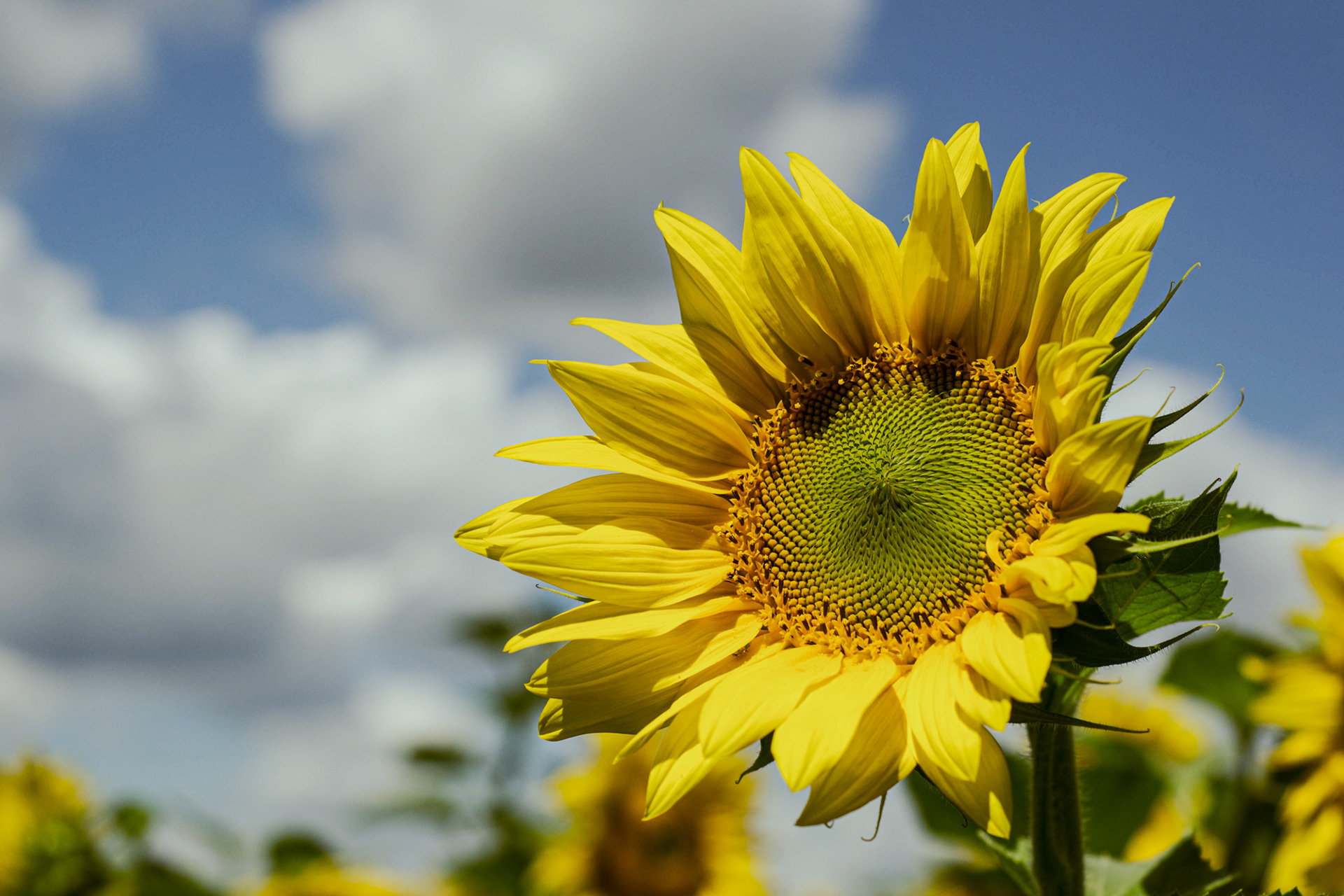 Sunflower