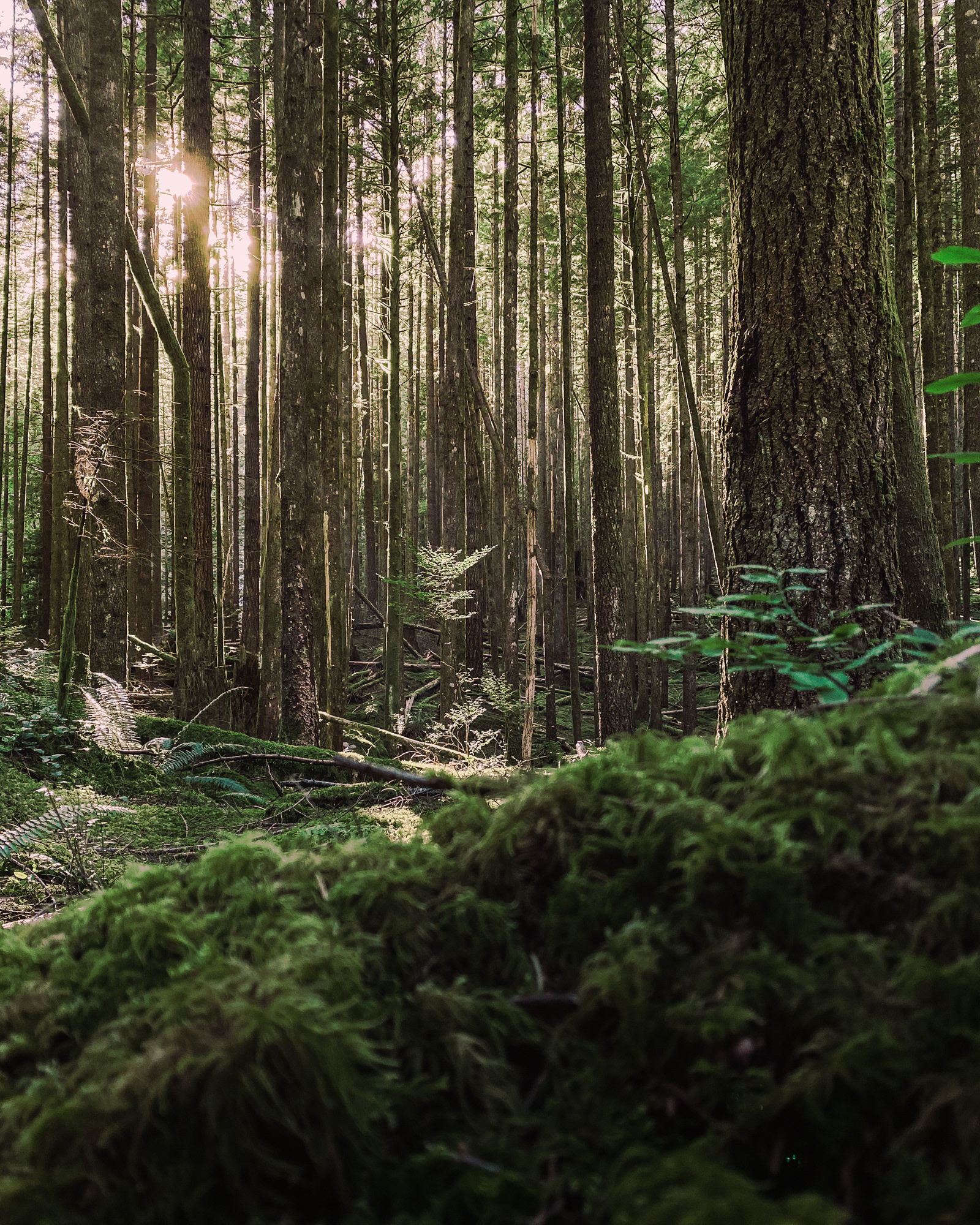Maple Ridge Forest