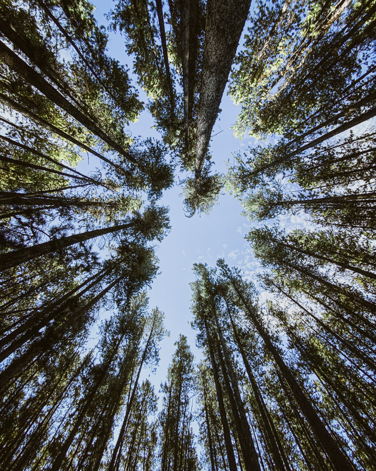 Sky in the trees