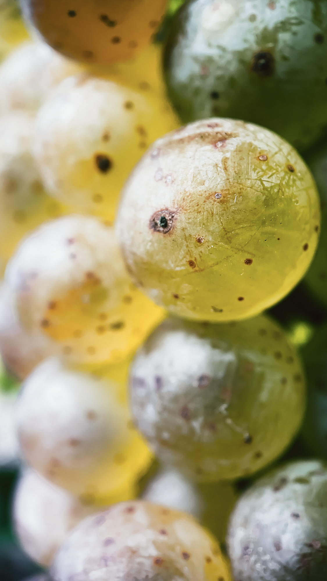 Grape